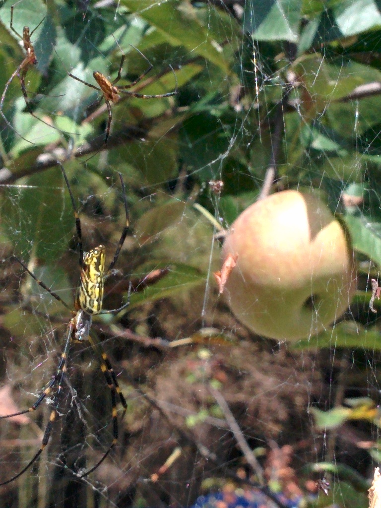 IMG_20150914_124312.jpg 사과나무에 둥지를 마련한 무당거미 (암컷 한마리, 수컷 두마리)