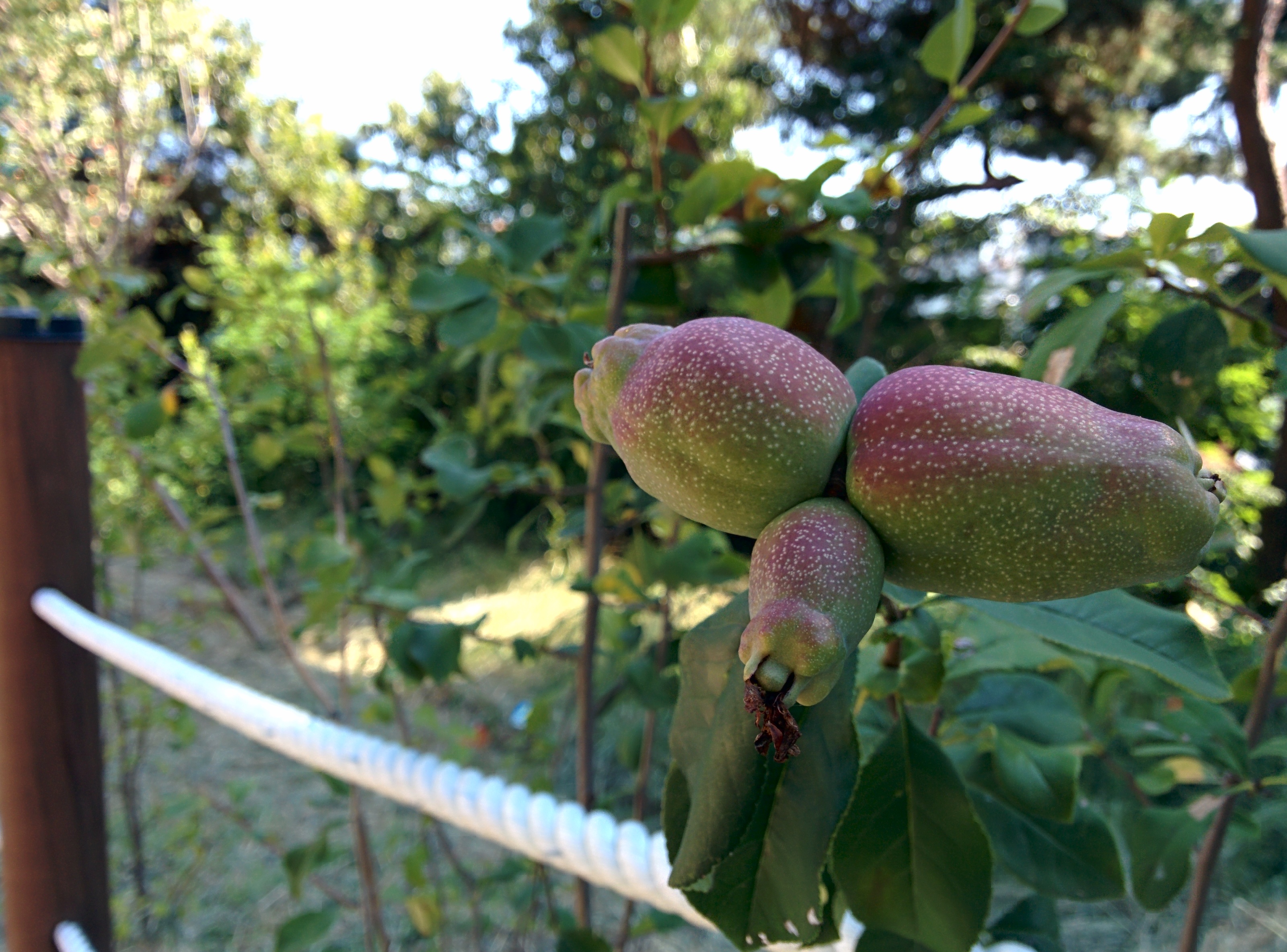 IMG_20150909_144319.jpg 길가 울타리에서 열매를 맺은 명자나무(산당화)