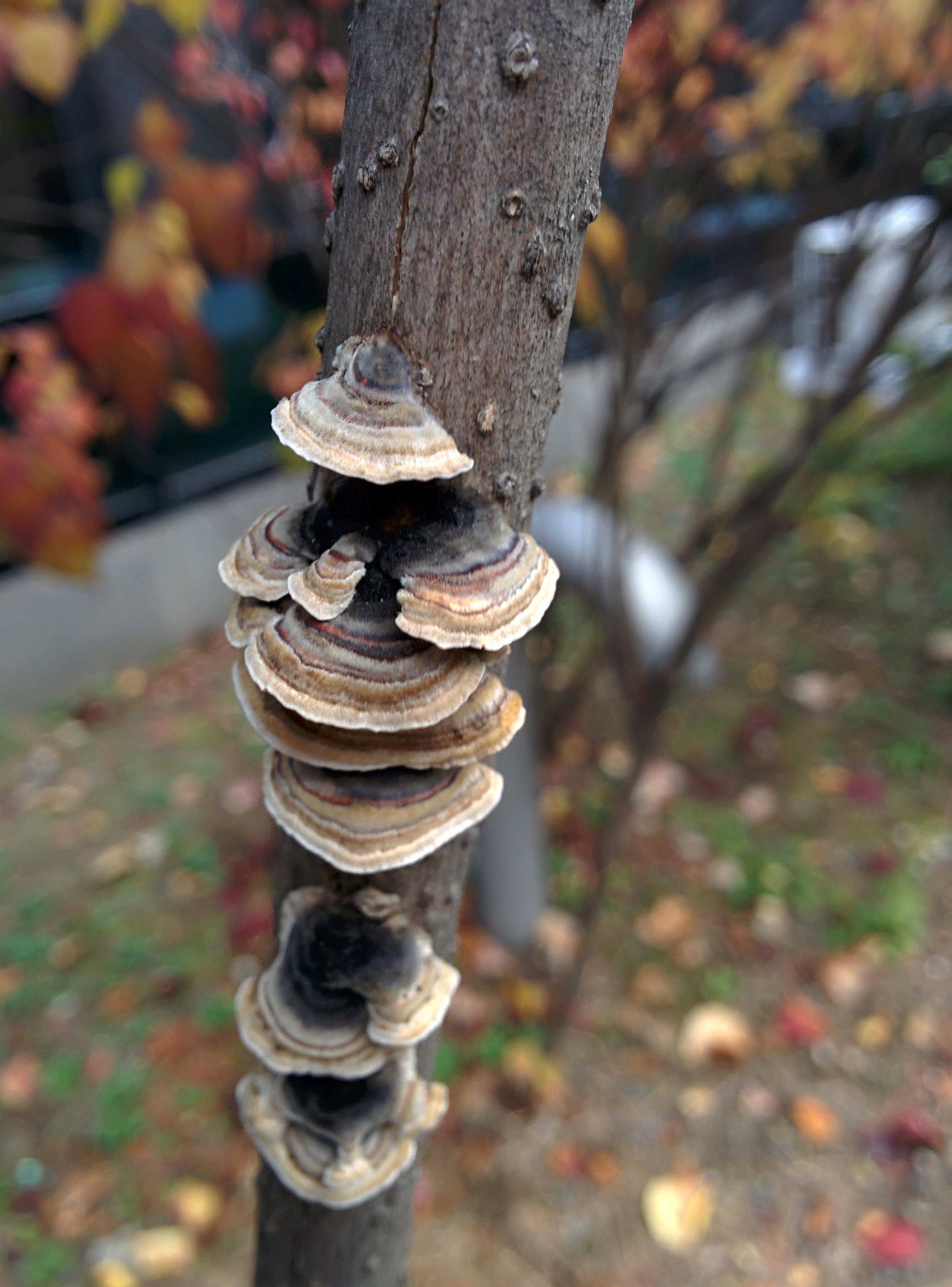 IMG_20151112_090415.jpg 라일락 나뭇가지에 붙어 자라는 버섯... 조개껍질버섯?
