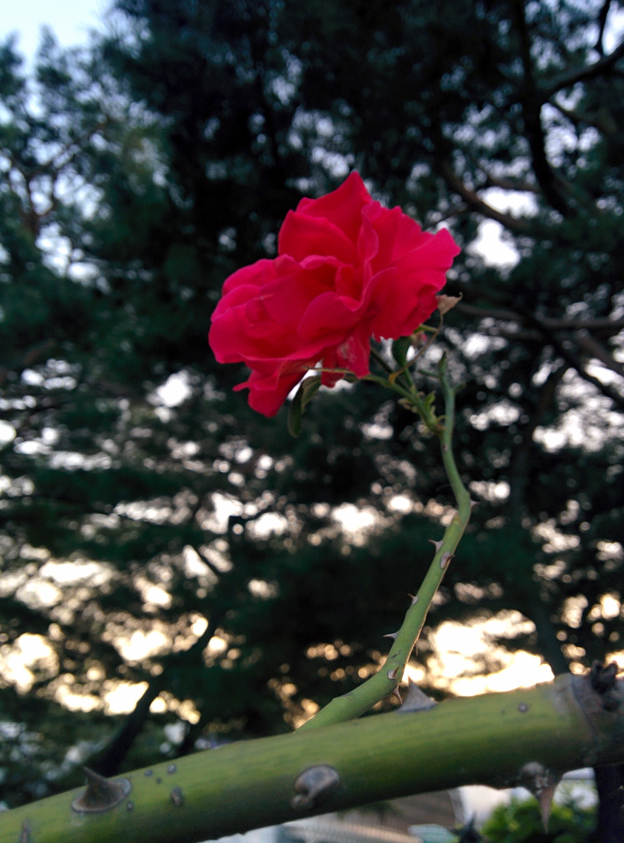 IMG_20150922_181259.jpg 장미, 늦은 9월의 빨간색 꽃을 피우다.