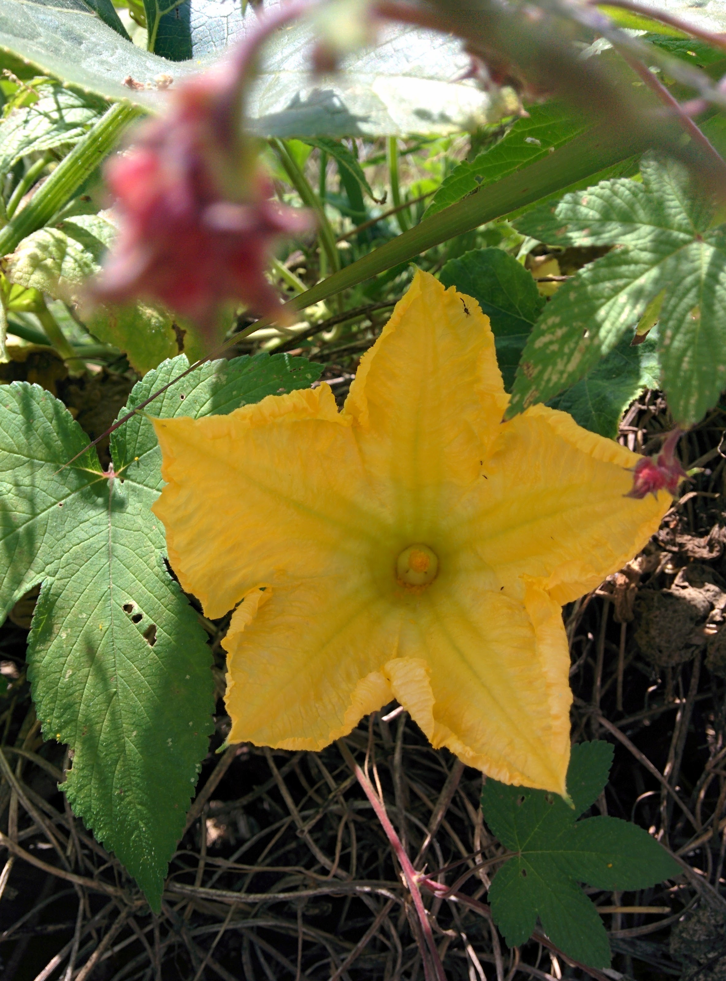 IMG_20151004_125336.jpg 한국남자들의 우리마누라꽃, 호박꽃