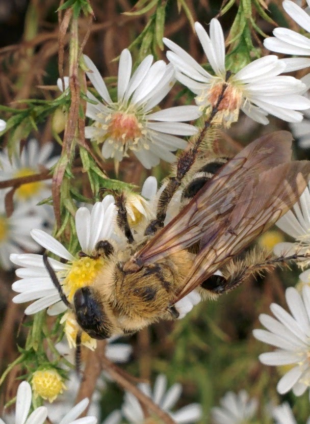 IMG_20151007_153108.jpg 앞가슴 등판에 황갈색 털이 빼곡하게 난 배벌 암컷