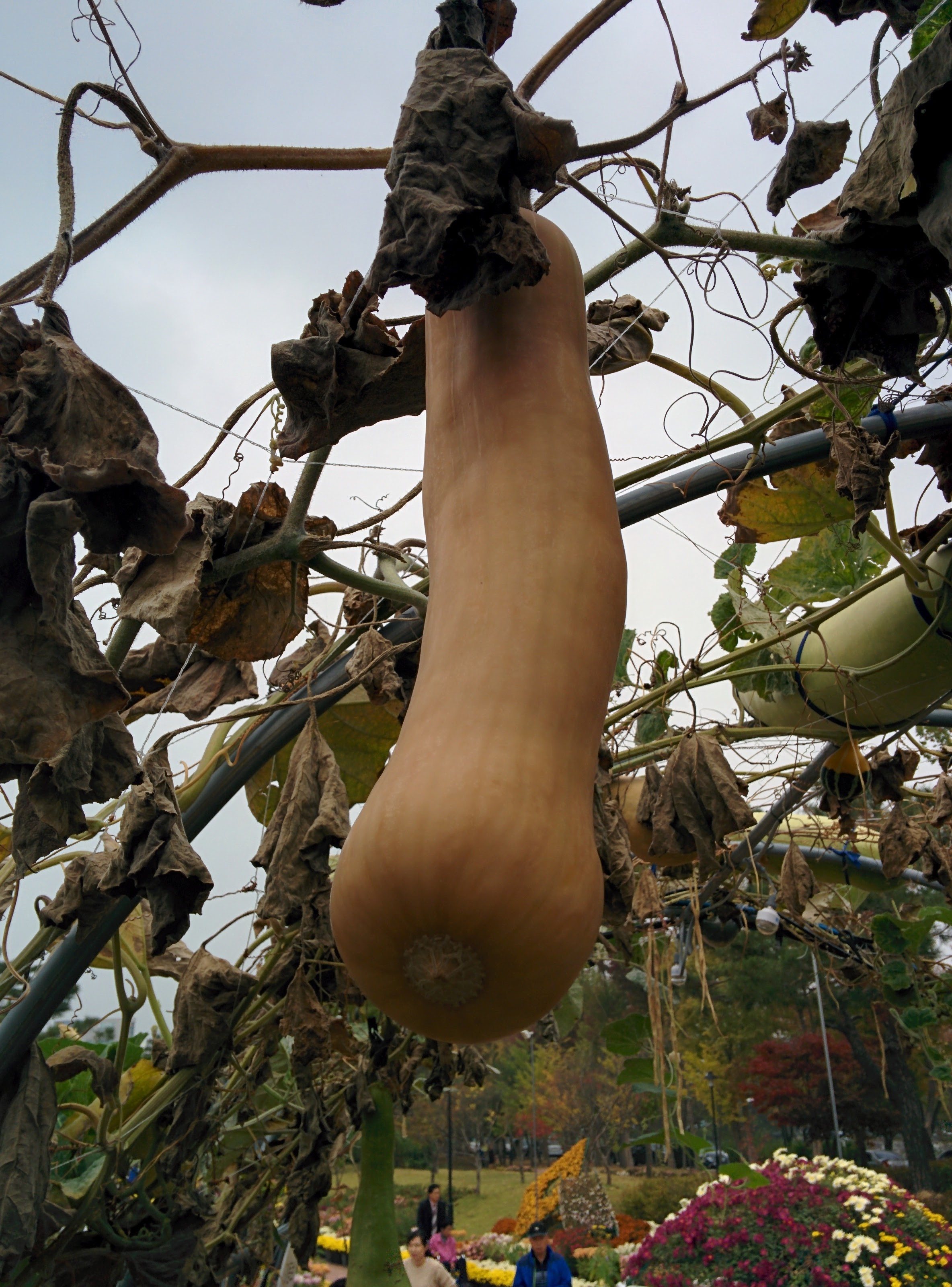 IMG_20151024_131913.jpg 길쭉한 호박, 롱런(Long Run)