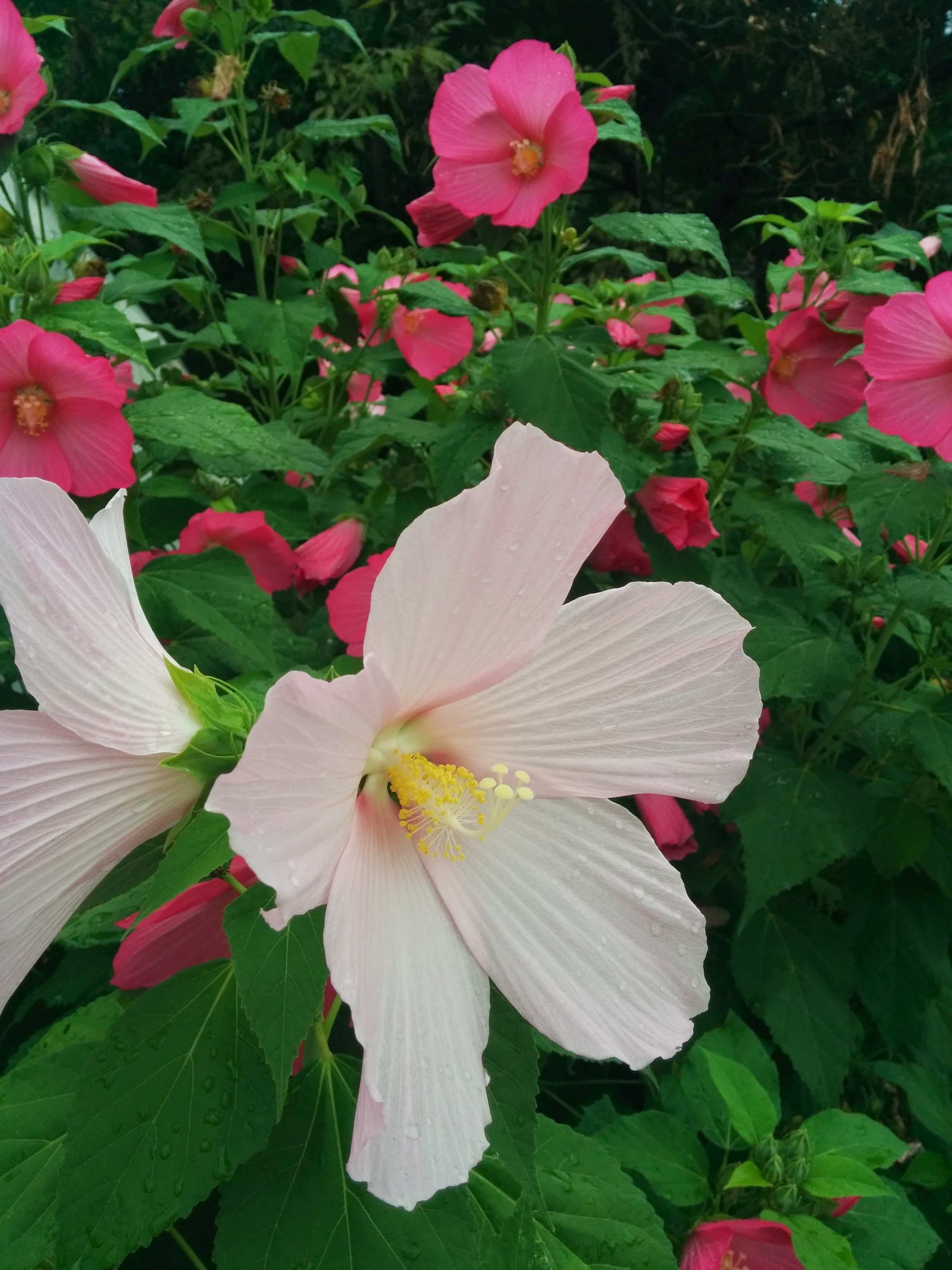 IMG_20140723_134047.jpg 하얀색 꽃, 분홍색 꽃을 피운 접시꽃