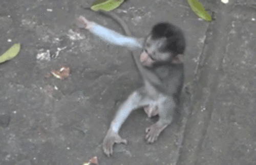 monkey-love-funny-gifs.gif 귀여운 아기 원숭이들