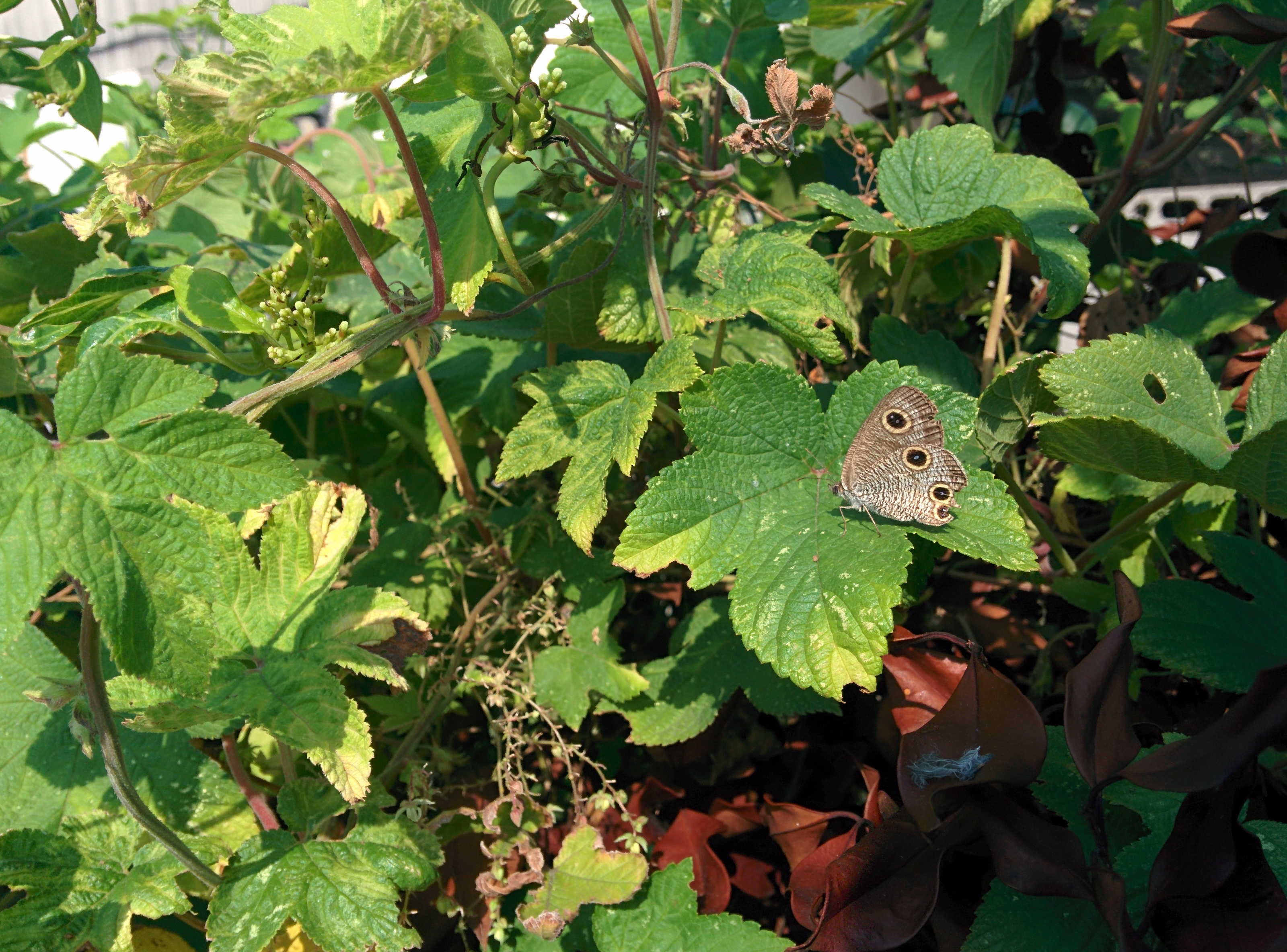 IMG_20150911_090611.jpg 환삼덩굴 잎 위에서 쉬는, 점이 네개인 물결나비