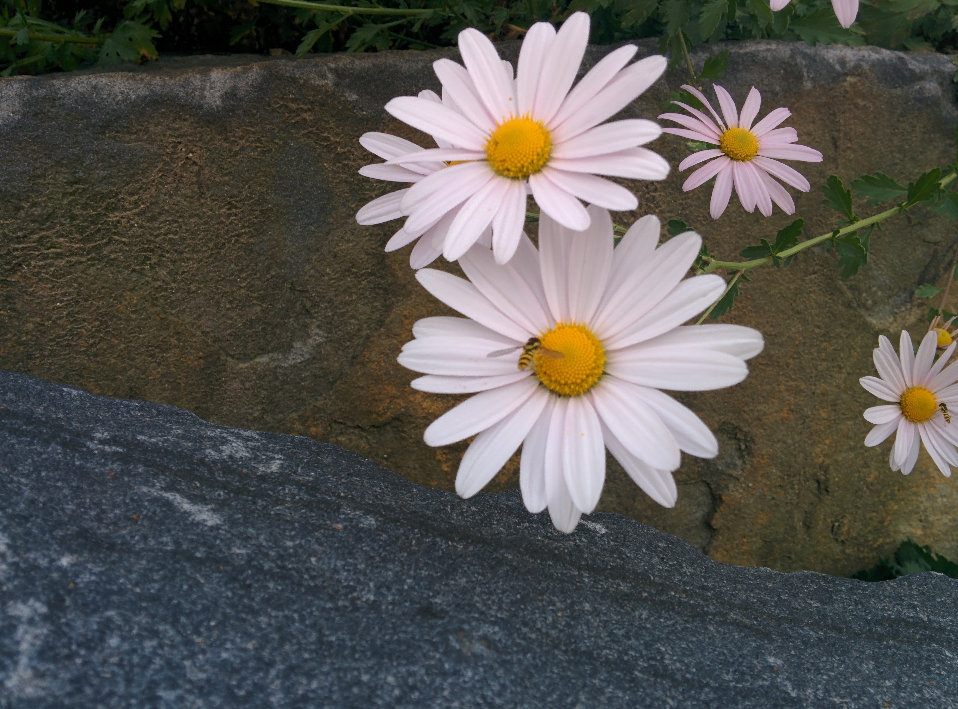 IMG_20151003_154019.jpg 하얀 들국화를 찾은 작은 꽃등에, 호리꽃등에