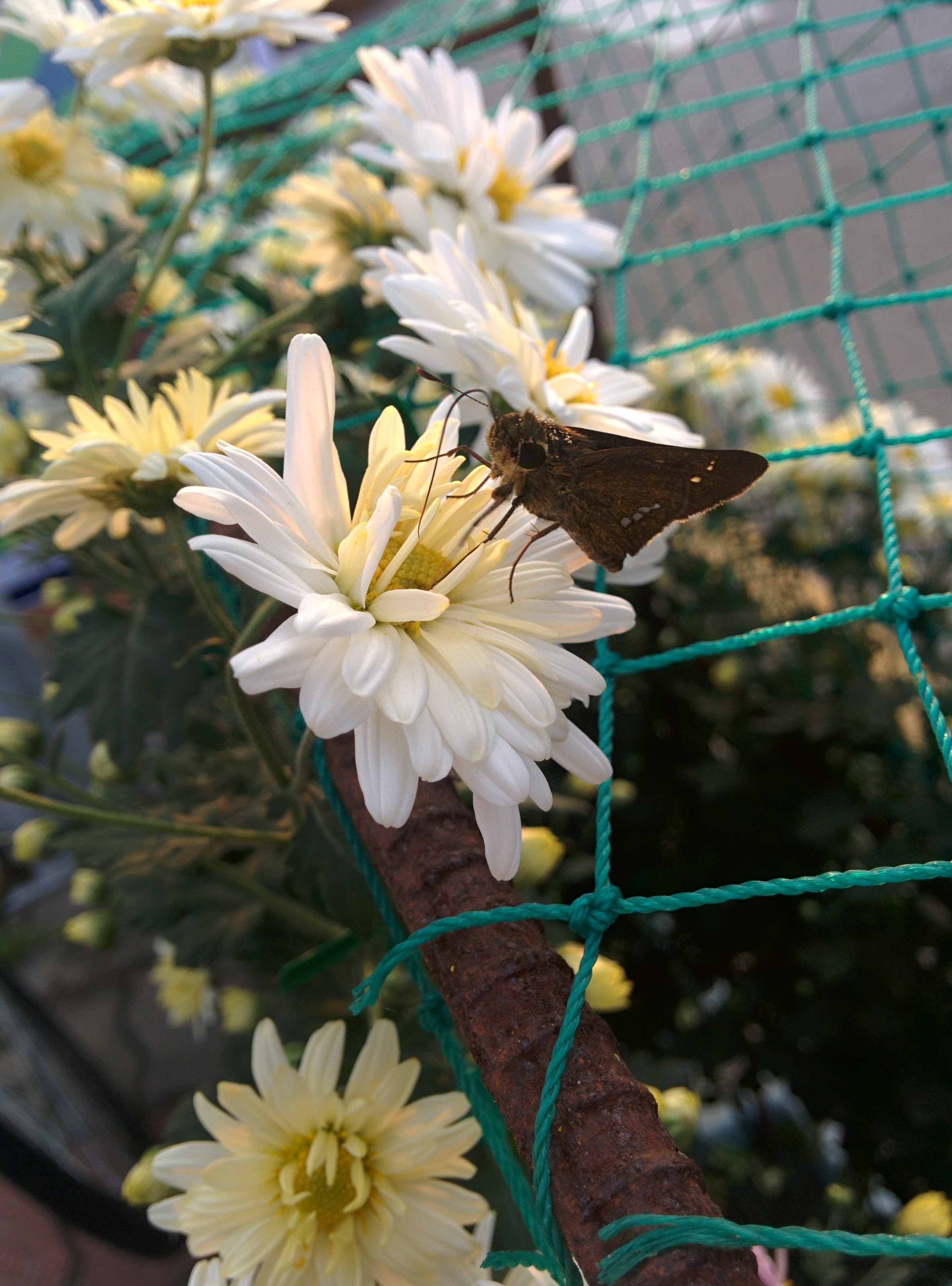 IMG_20151003_172746.jpg 하얀색 국화꽃 찾은 줄점팔랑나비