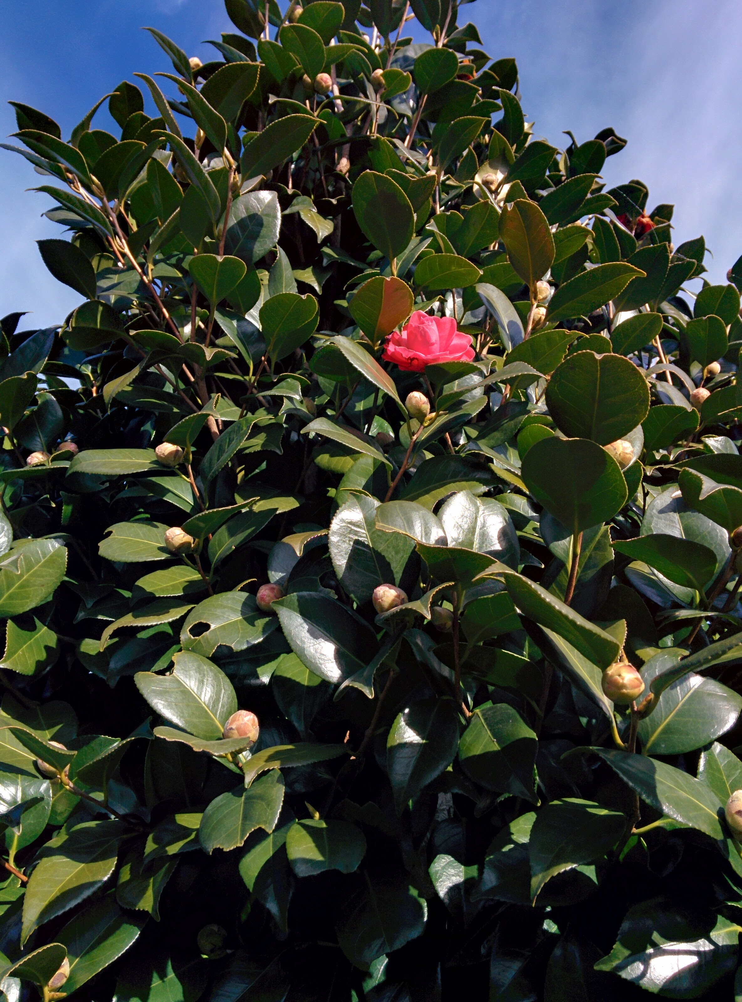 IMG_20151229_123100.jpg 붉은색 꽃을 피우기 시작한 동백나무