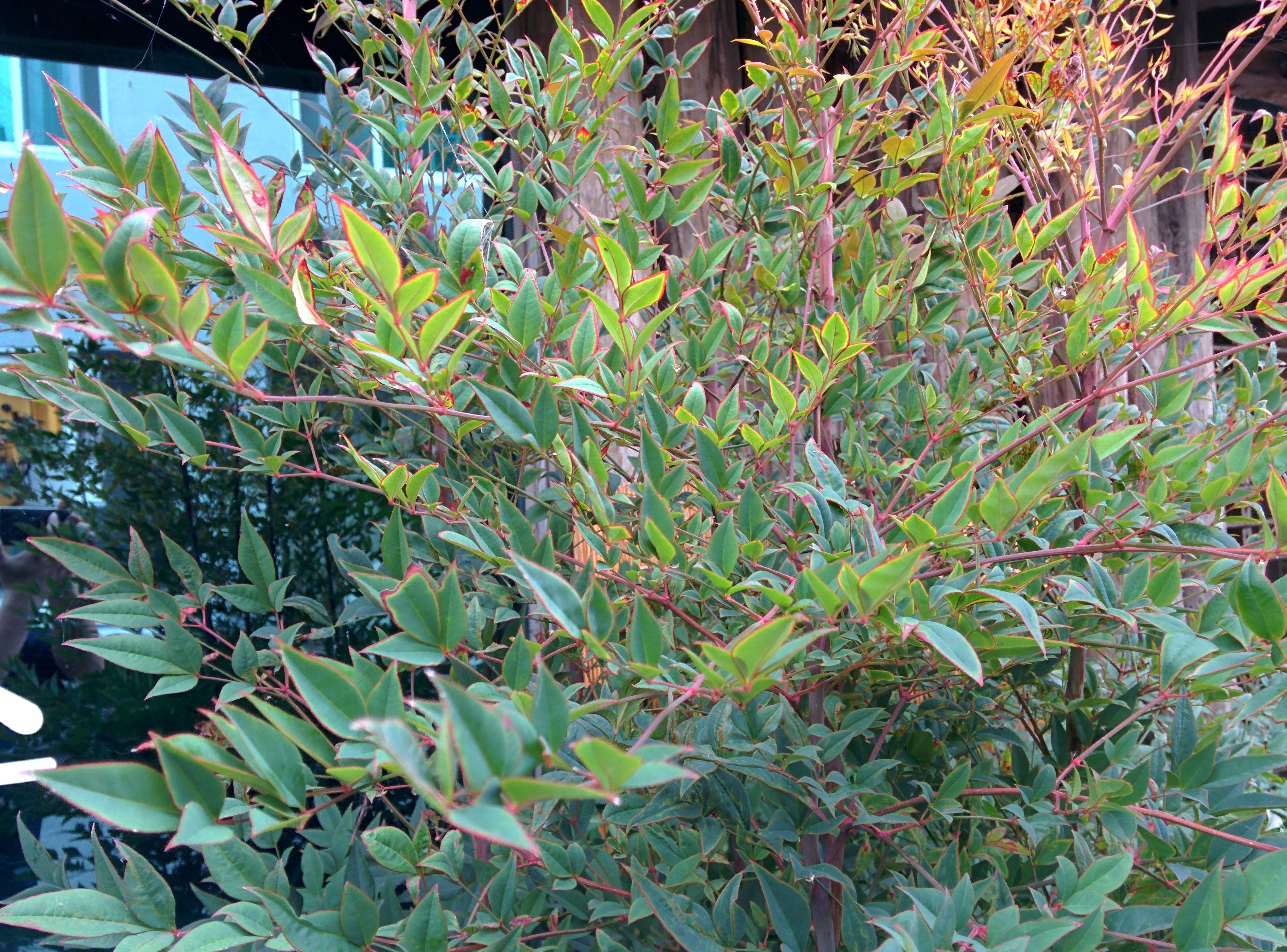 IMG_20150926_162154.jpg 적갈색 열매 송이, 붉은 테두리의 잎, 화분에 심은 정원수, 남천나무