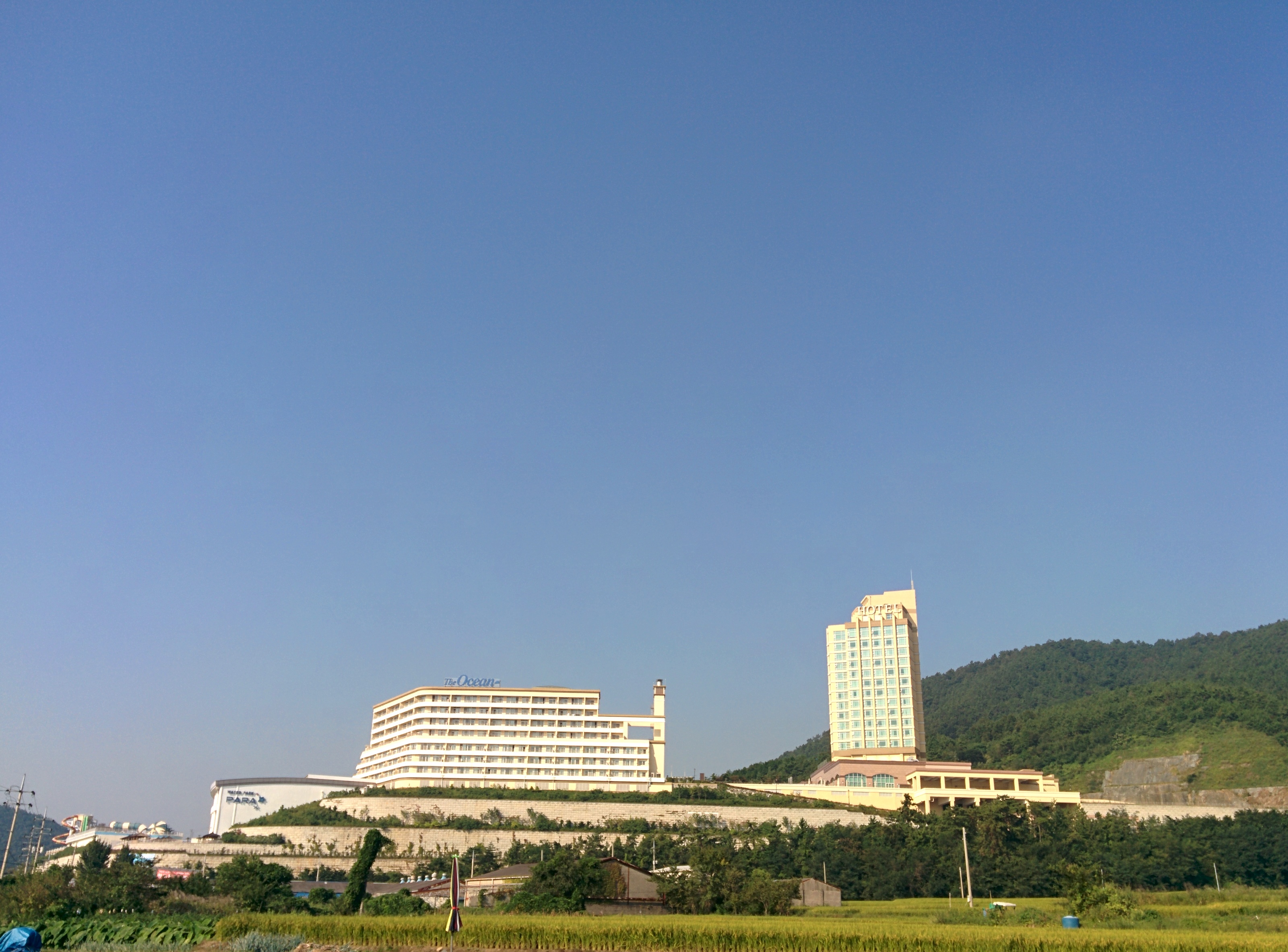 IMG_20150911_090021.jpg 여수시 디오션리조트/호텔, 종려나무