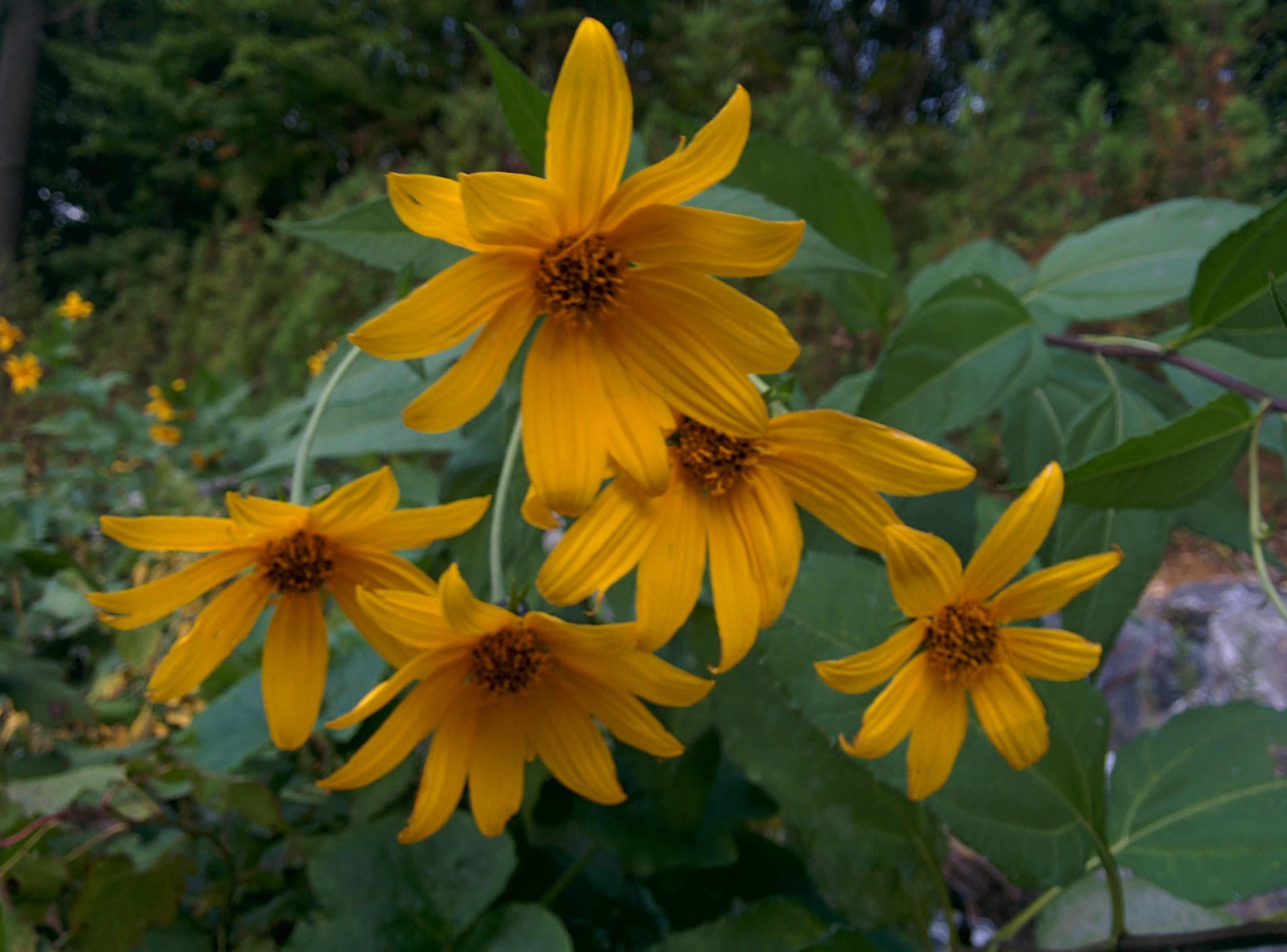 IMG_20151003_155843.jpg 키큰 풀에서 핀 노란색 꽃, 뚱딴지