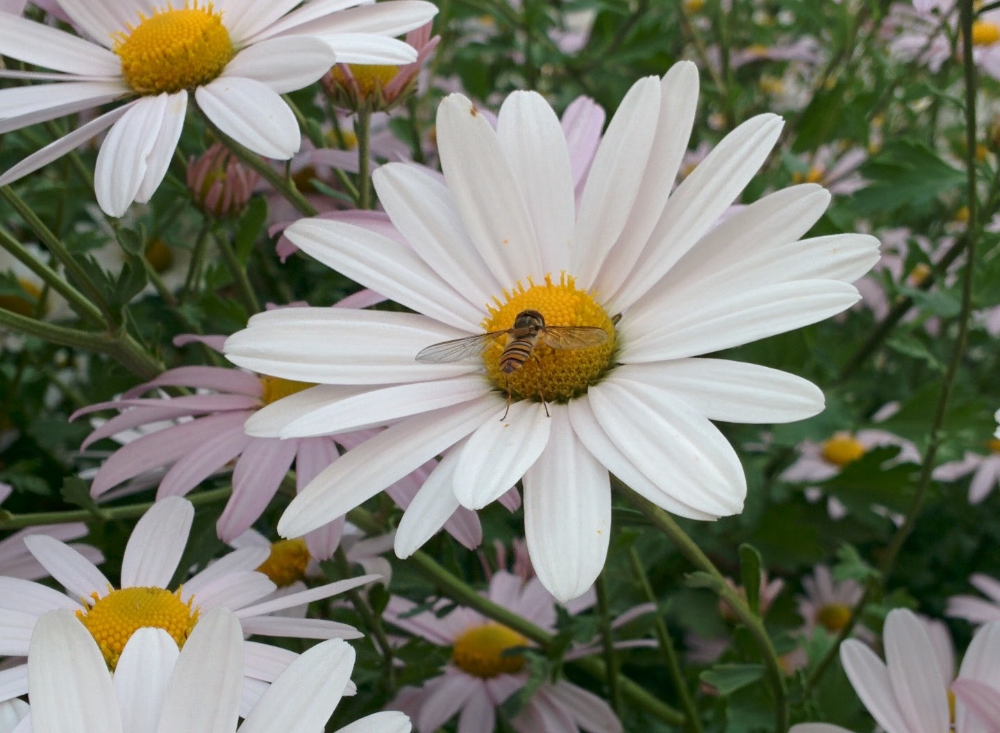 IMG_20151003_154036.jpg 하얀 들국화를 찾은 작은 꽃등에, 호리꽃등에