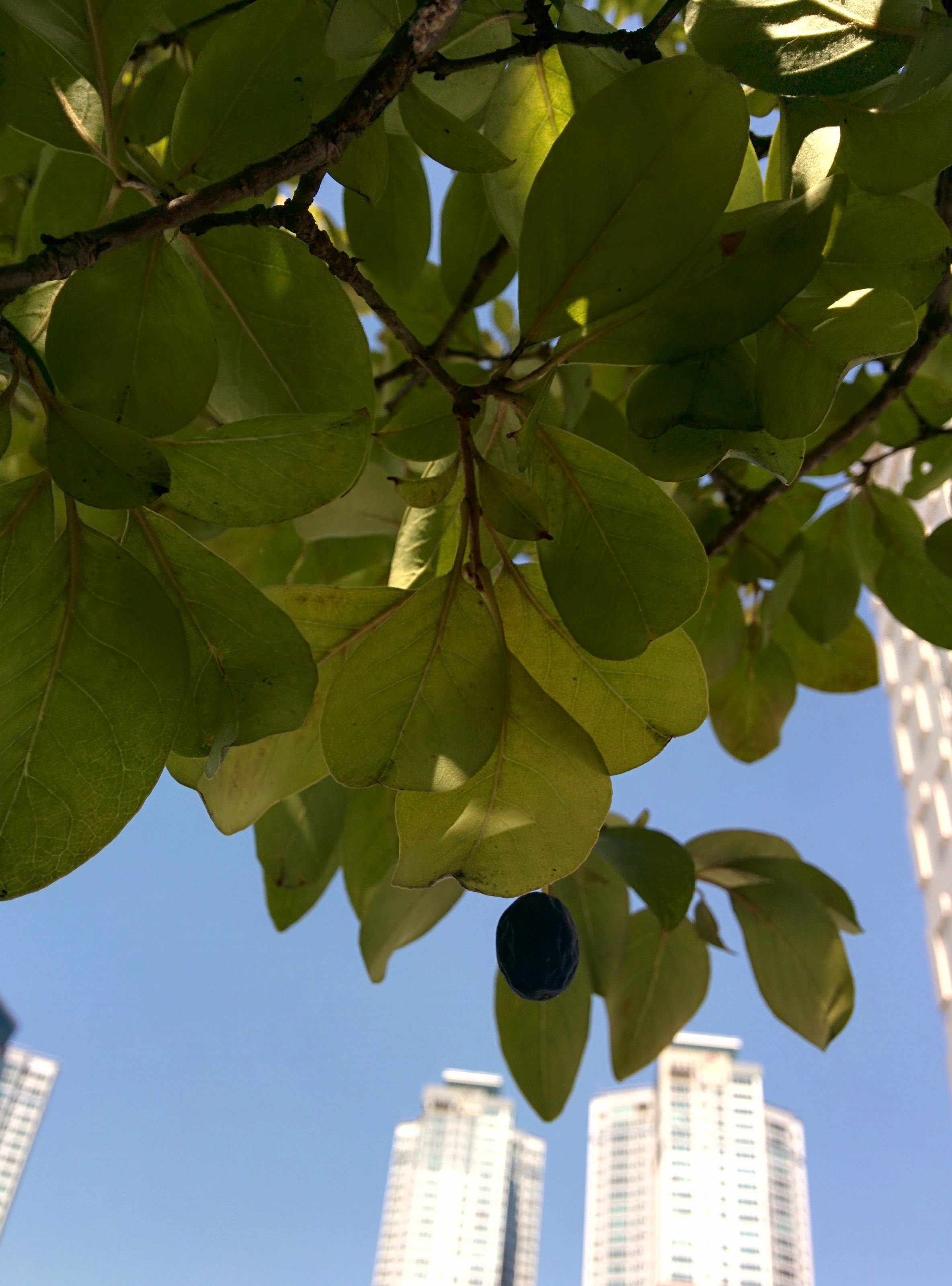 IMG_20151006_124715.jpg 블루베리를 닮은 검은색 열매가 열린 가로수, 이팝나무