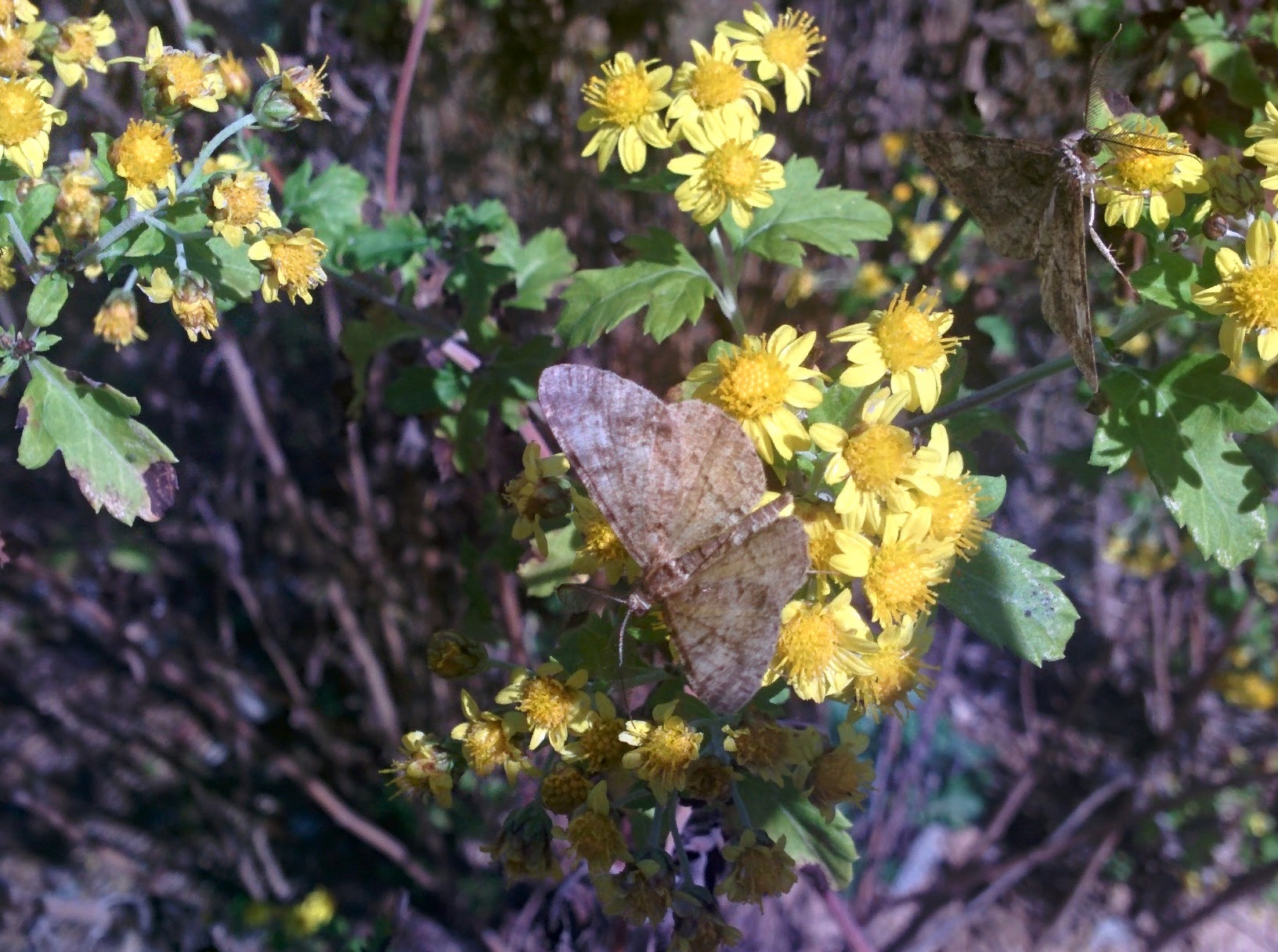 IMG_20151014_130703.jpg 노란색 작은 꽃의 들국화(산국) 찾은 나방 두마리