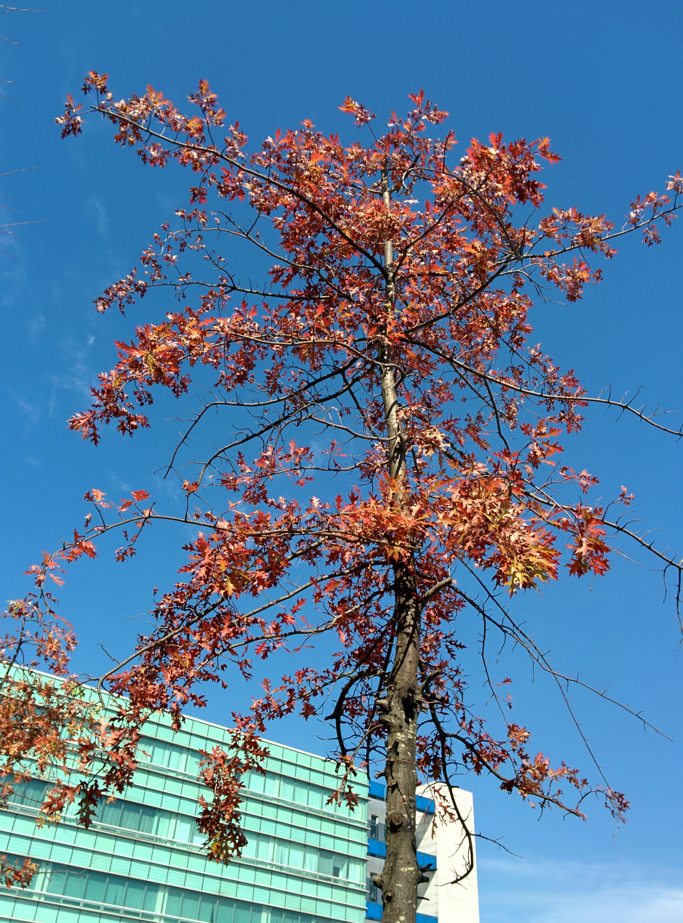 IMG_20151026_121649.jpg 붉게 단풍이 든 가로수의 큰 톱니 이파리 -- 대왕참나무