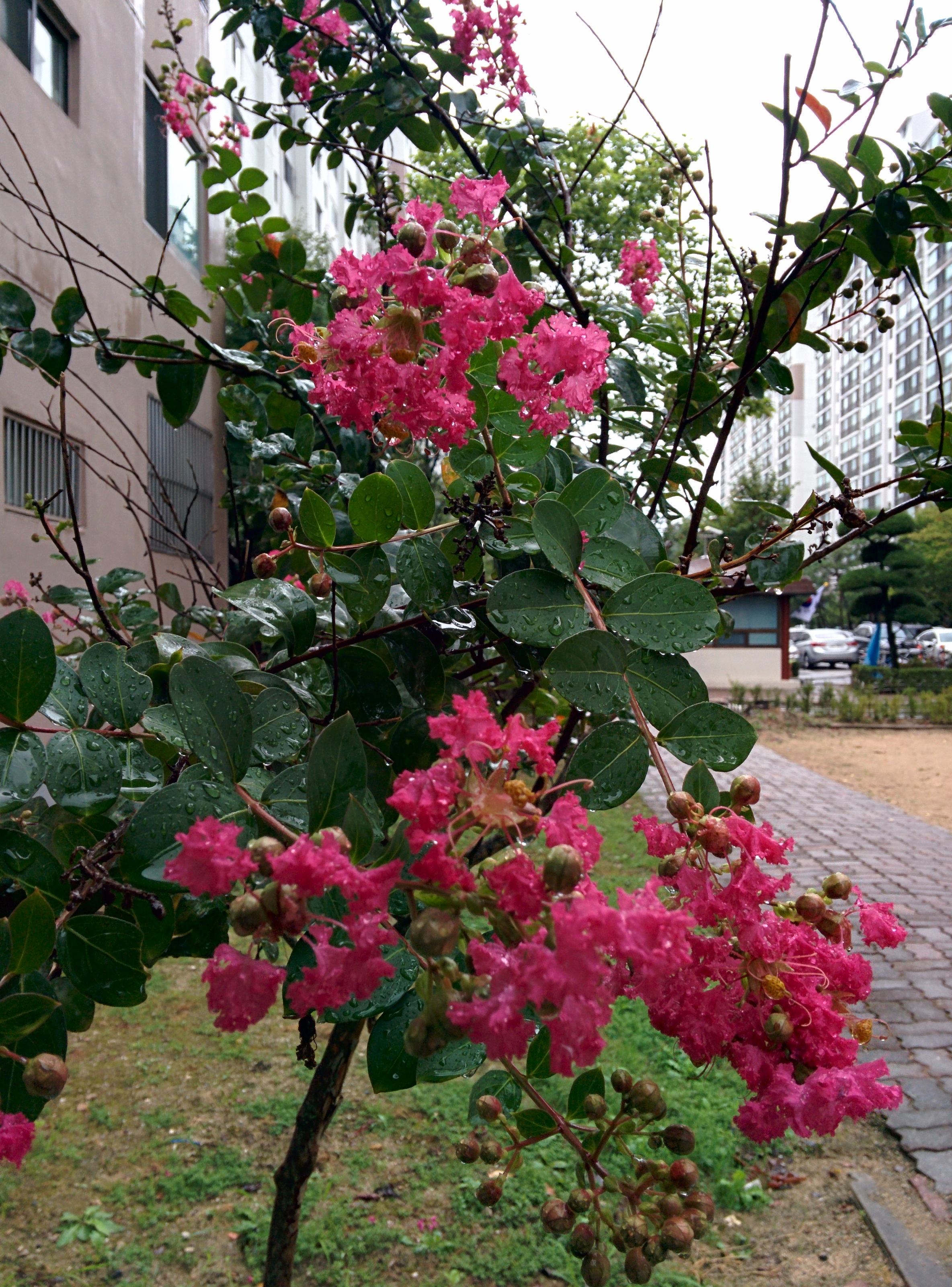 IMG_20150825_182128.jpg 아파트 화단의 배롱나무 붉은꽃 (나무백일홍)