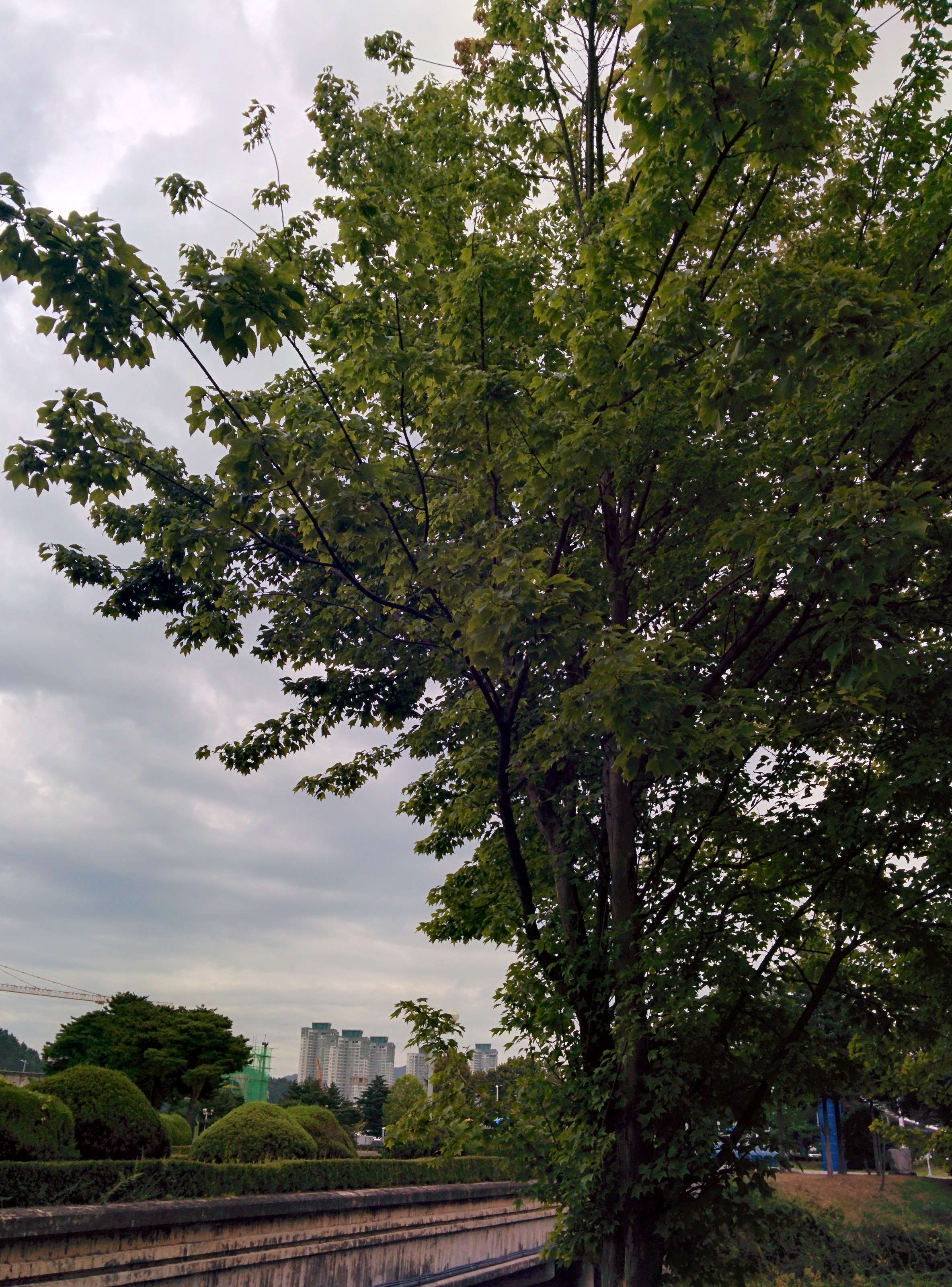 IMG_20150923_162315.jpg 중국단풍나무 가로수 길