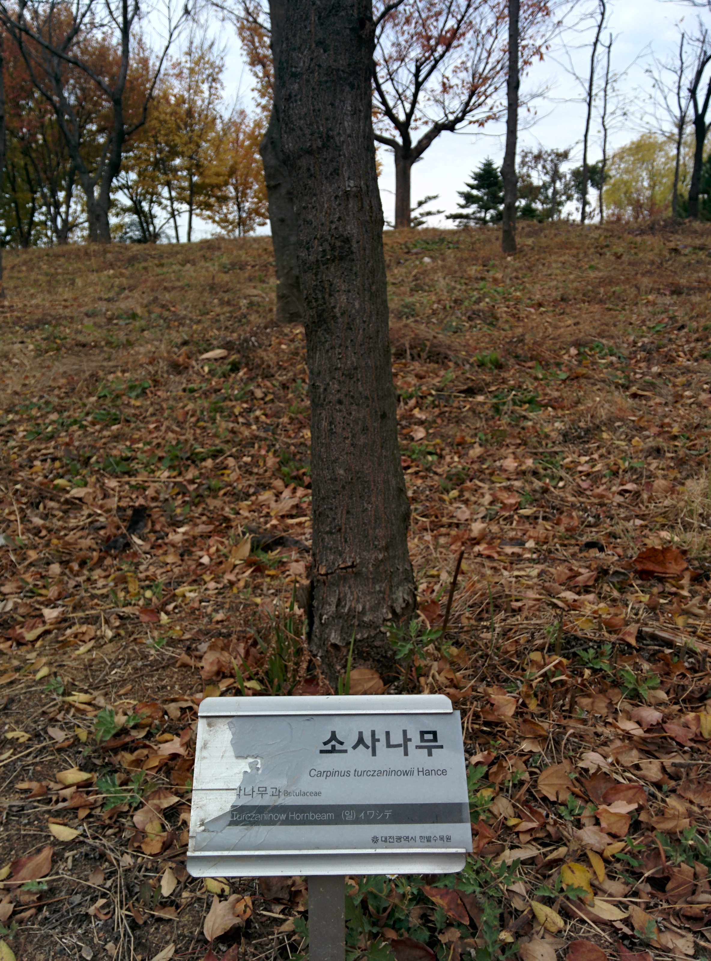 IMG_20151106_142156.jpg 소사나무(산서어나무)