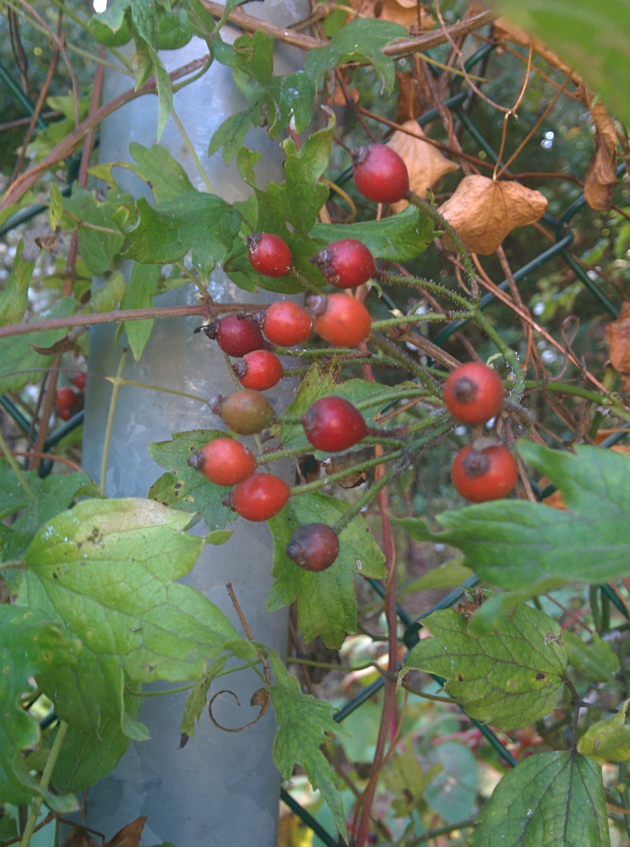 IMG_20151014_125129.jpg 빨간색 찔레나무 열매