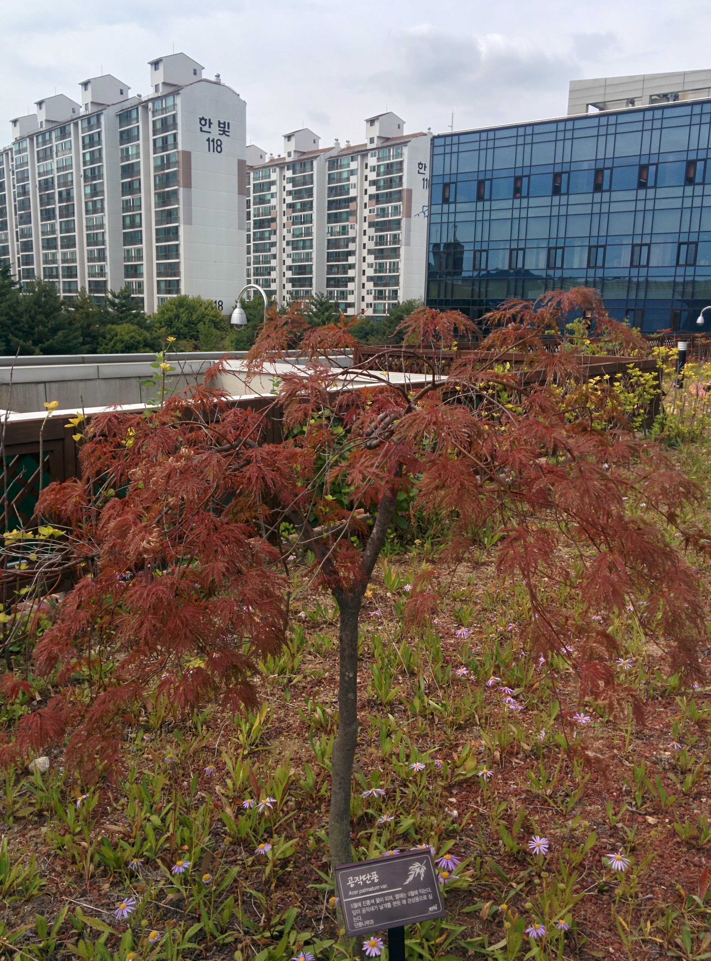 IMG_20150925_124059.jpg 잎이 가늘고 가지가 늘어지는 공작단풍나무