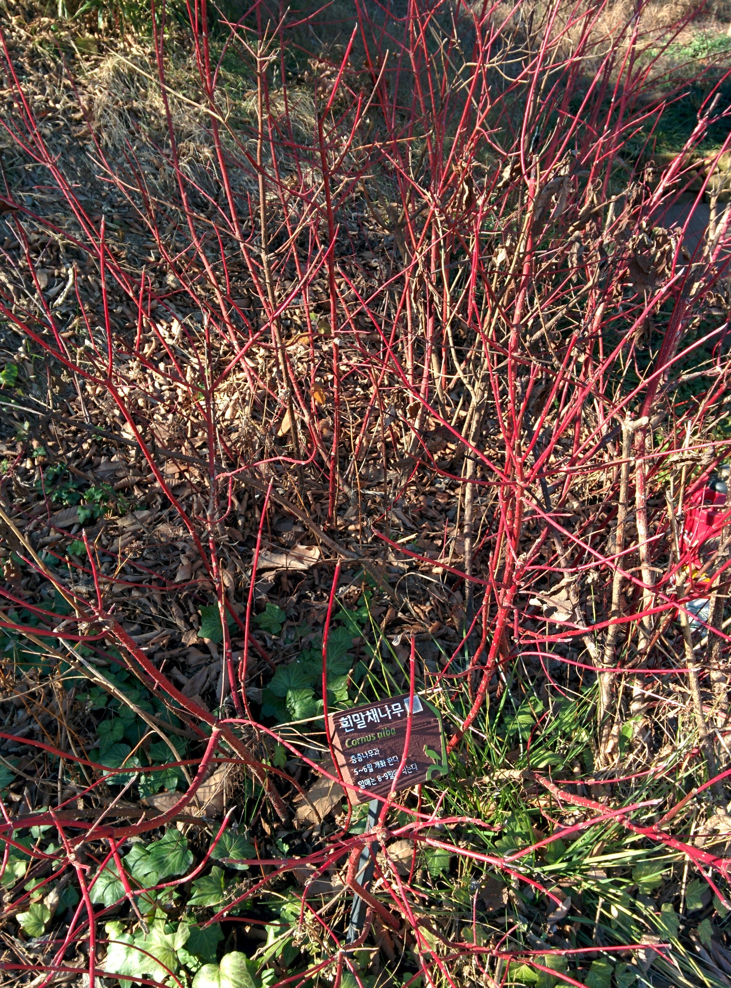 IMG_20151228_140745.jpg 붉은색 줄기가 특이한 겨울의 흰말채나무