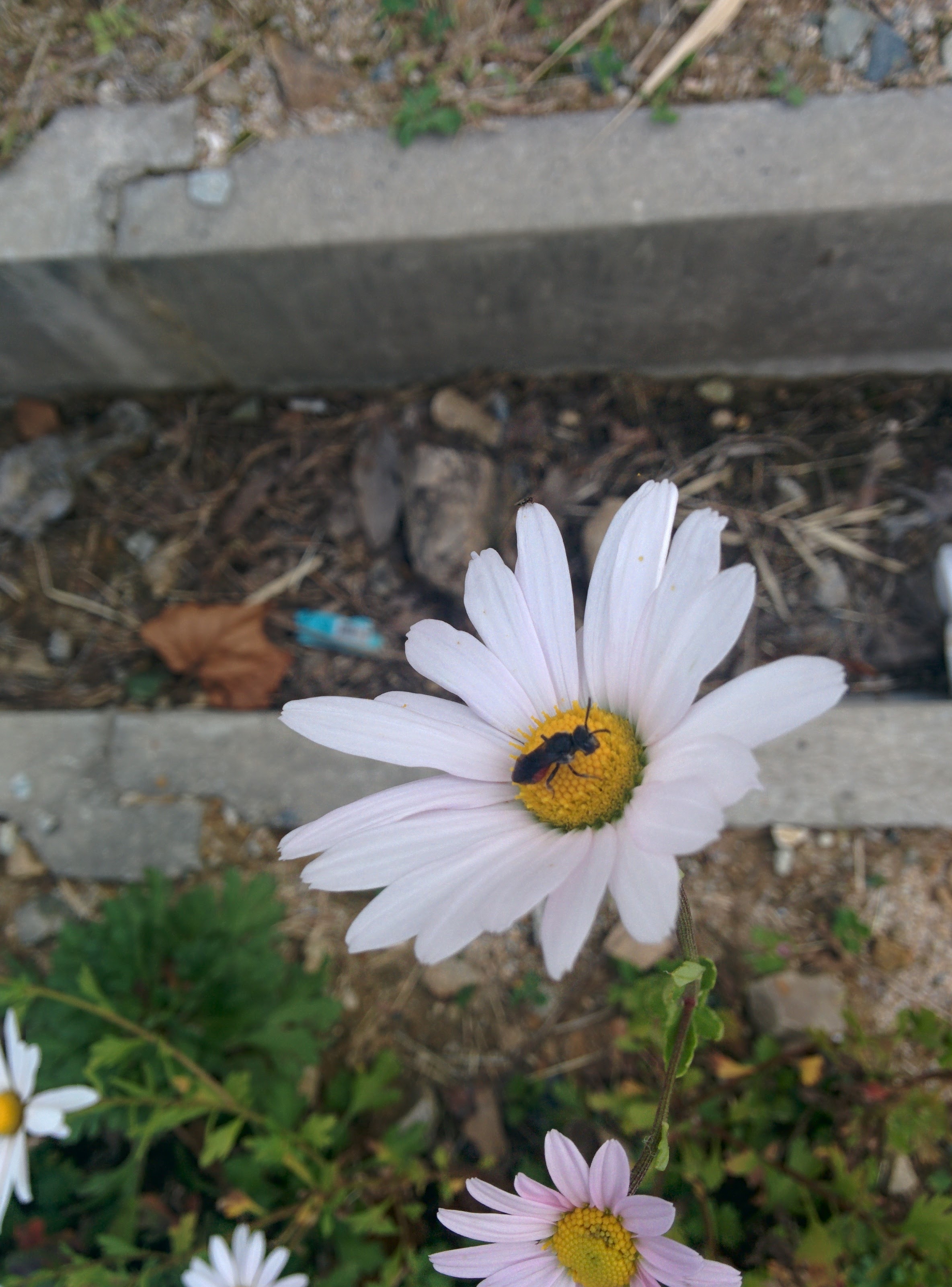 IMG_20151003_155116.jpg 하얀 들국화를 찾은 작은 잎벌? 홍배꼬마꽃벌!