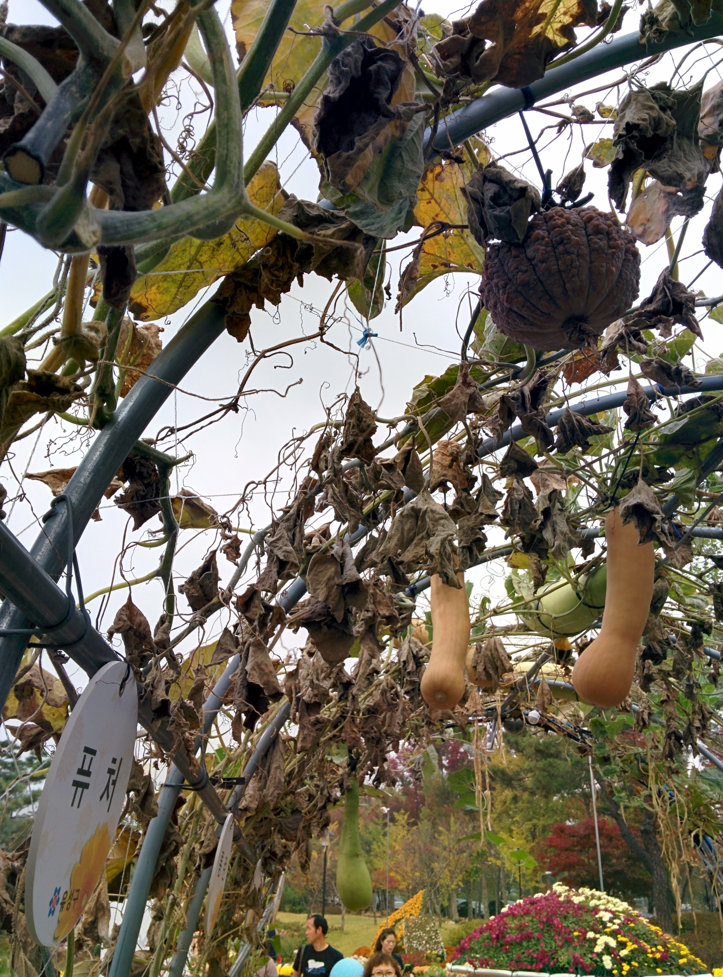 IMG_20151024_131707.jpg 혹부리호박? 사마귀호박? 울퉁불퉁한 호박 품종, 퓨처