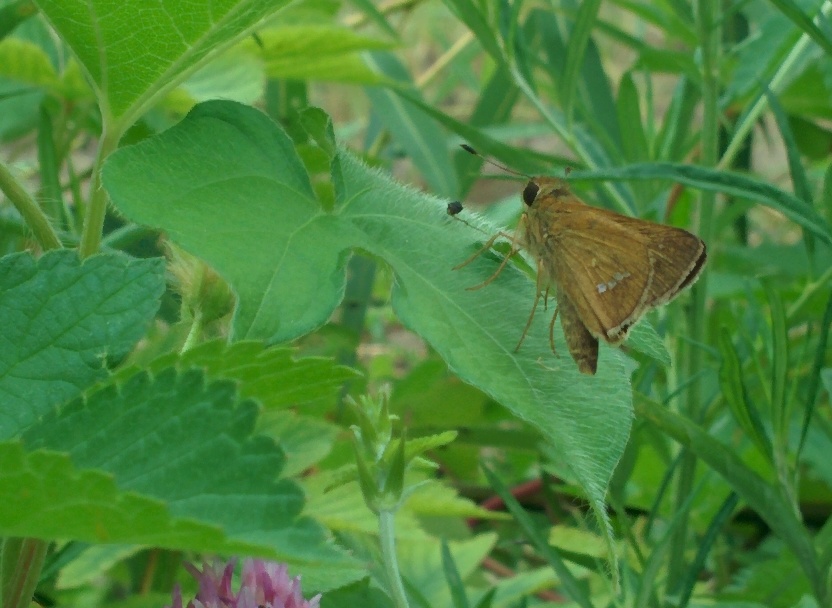 IMG_20150810_125327.jpg 천변의 곤충: 환삼덩굴 잎에서 쉬는 줄점팔랑나비