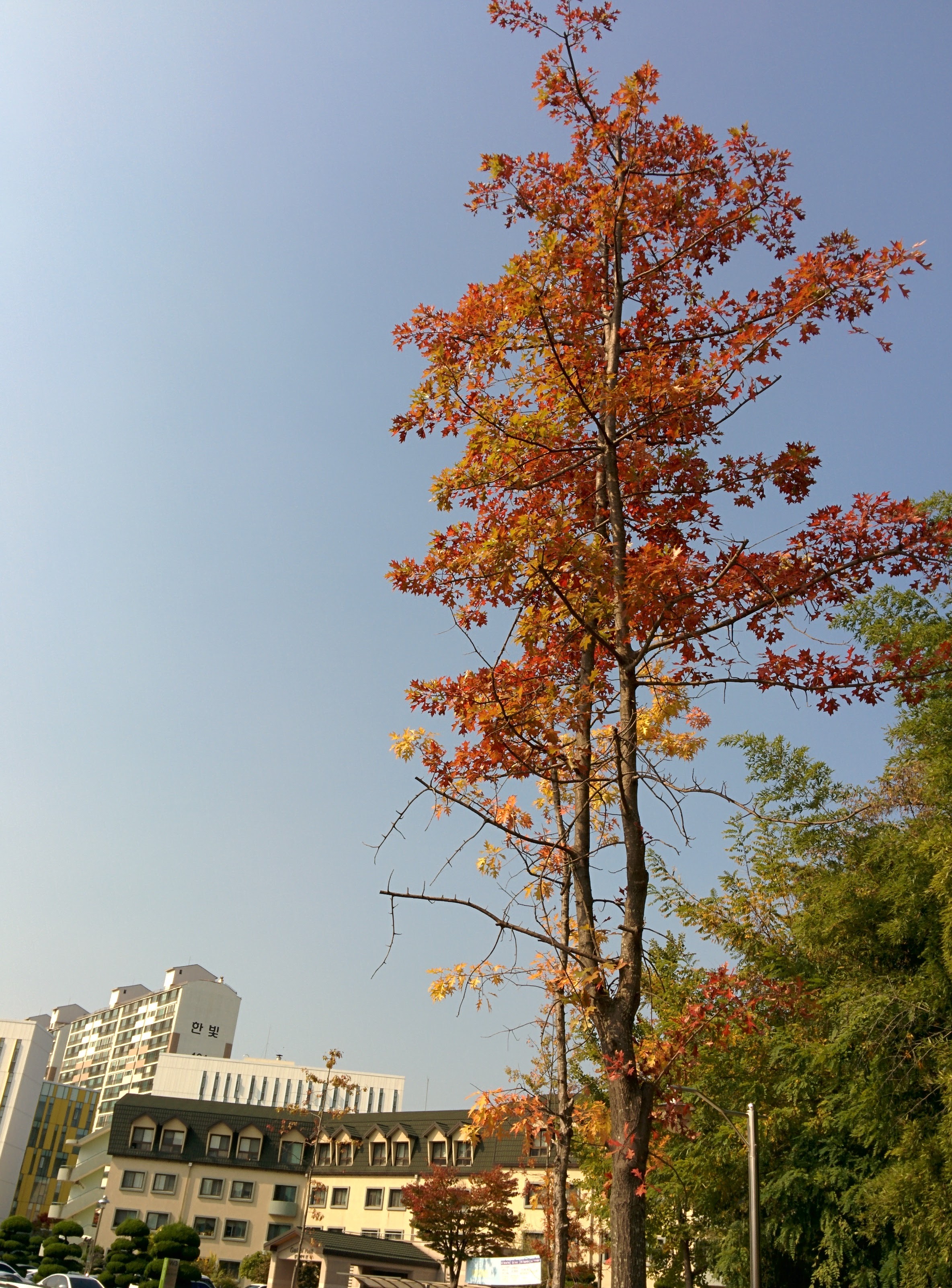 IMG_20151029_121010.jpg 드디어 이름을 알게 된 이쁜 단풍잎 나무... 대왕참나무