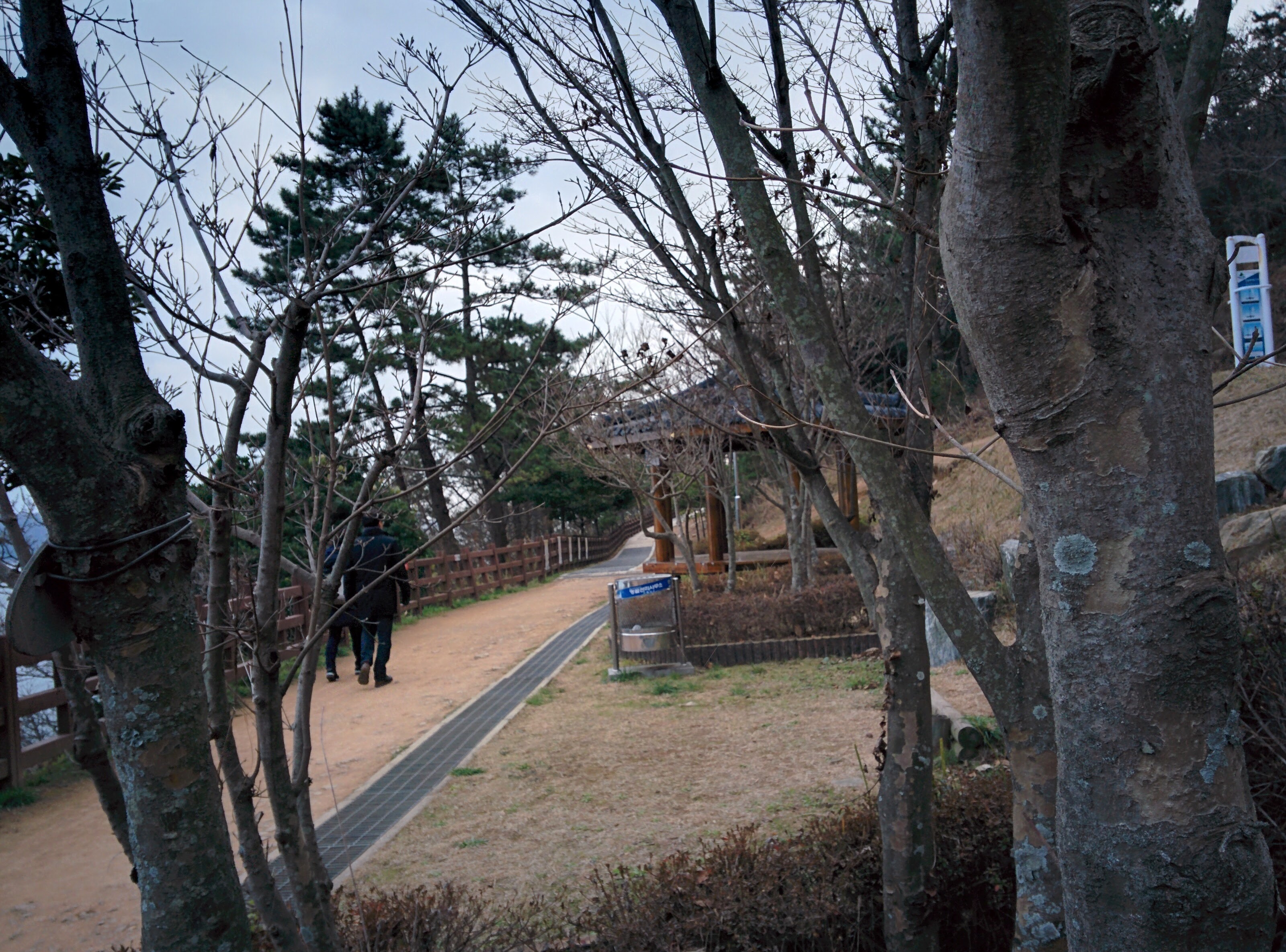 IMG_20151229_162211.jpg 산책로 입구의 겨울 산딸나무