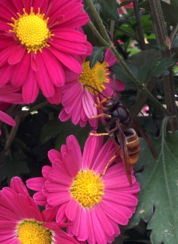 IMG_20151024_130135.jpg 분홍색 국화꽃을 찾은 꽁지 노란 말벌... 등검은말벌