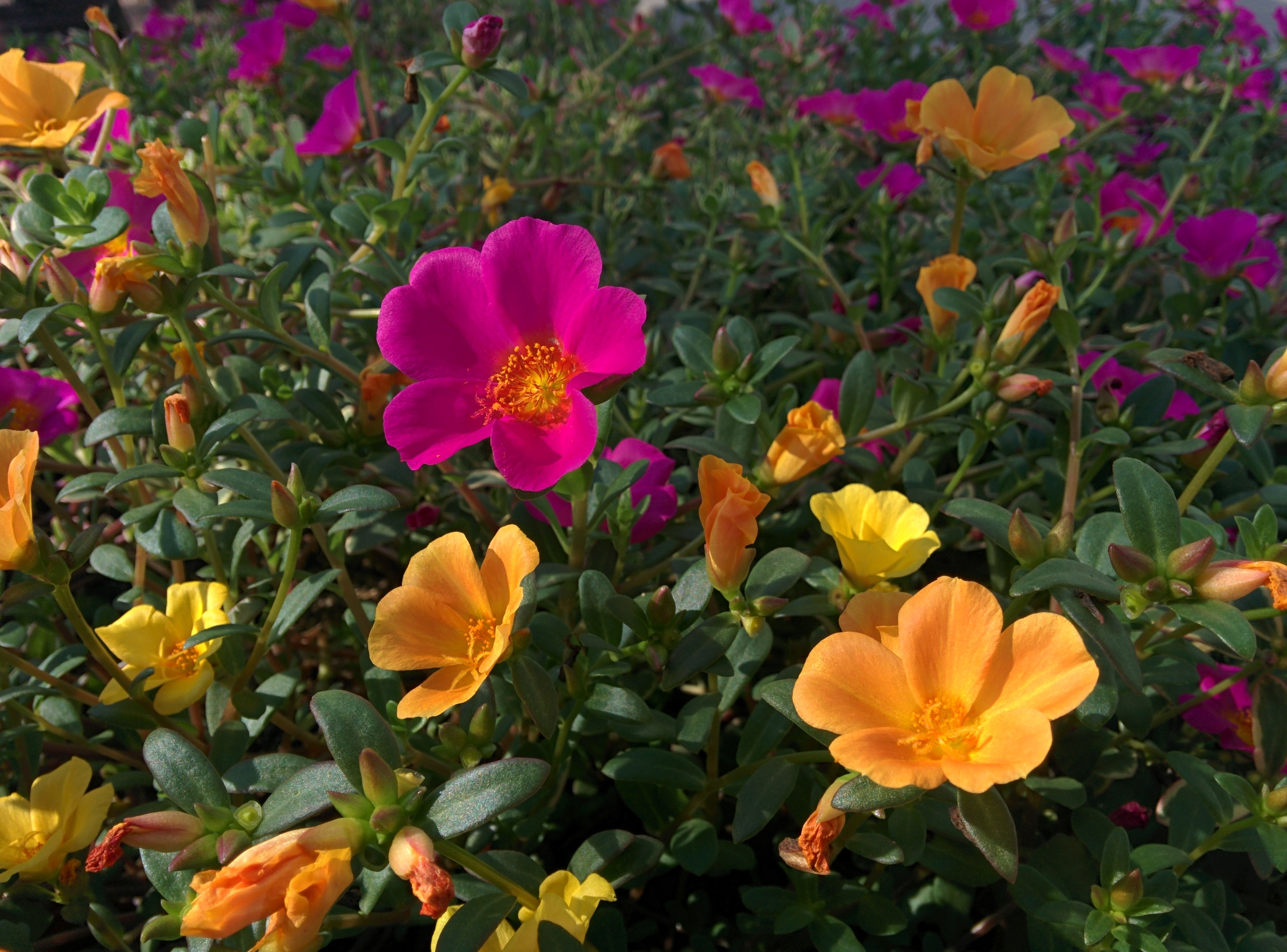 IMG_20150903_155005.jpg 금산인삼랜드의 화려한 채송화... 붉은 꽃, 노란 꽃