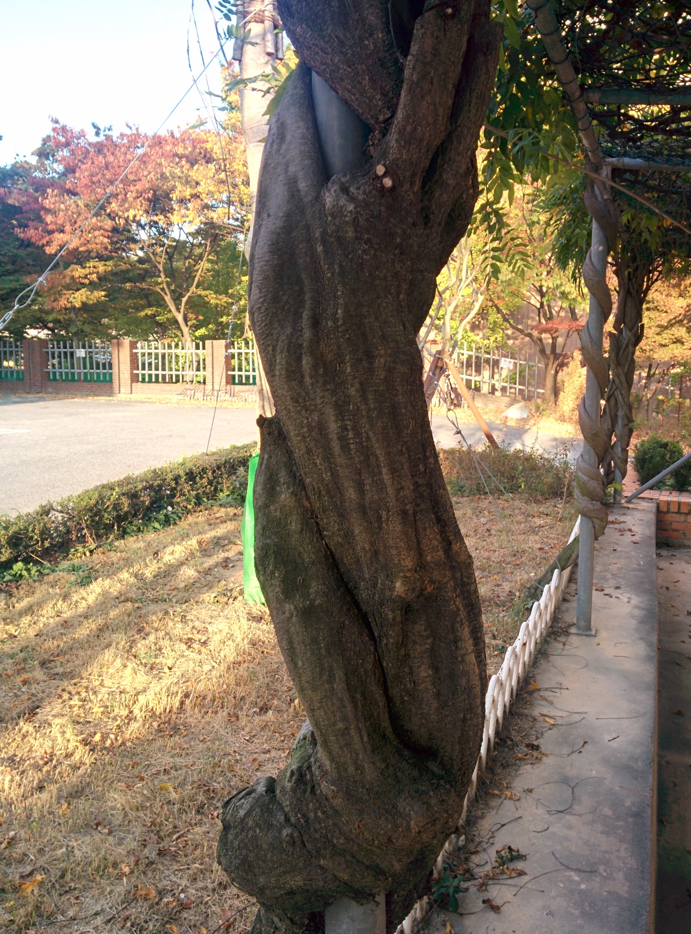 IMG_20151025_164113.jpg 왼쪽돌이 덩굴로 기둥을 타고 오른 등나무