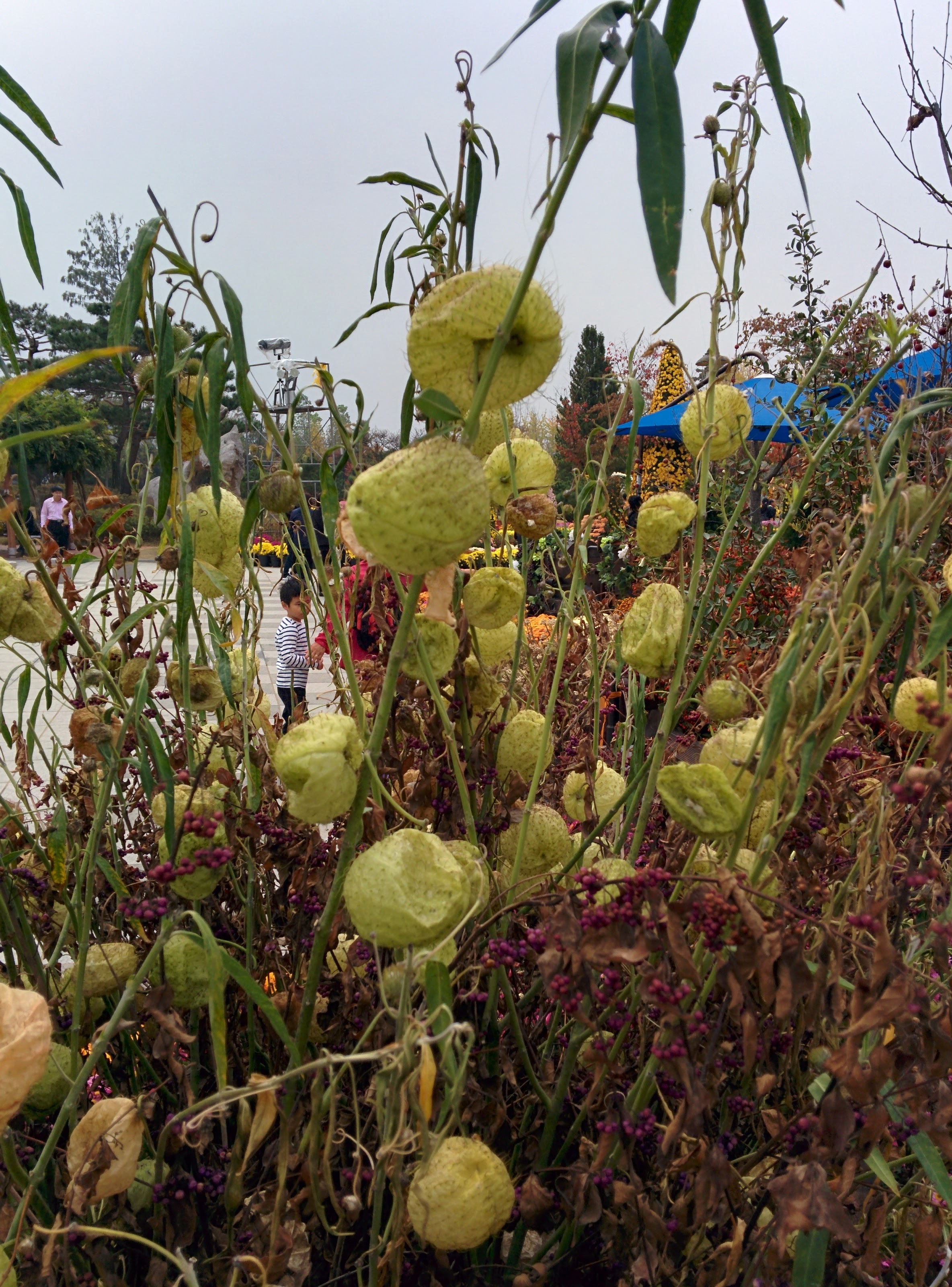 IMG_20151024_130428.jpg 털이 숭숭 달린 풍선 열매... 백조초