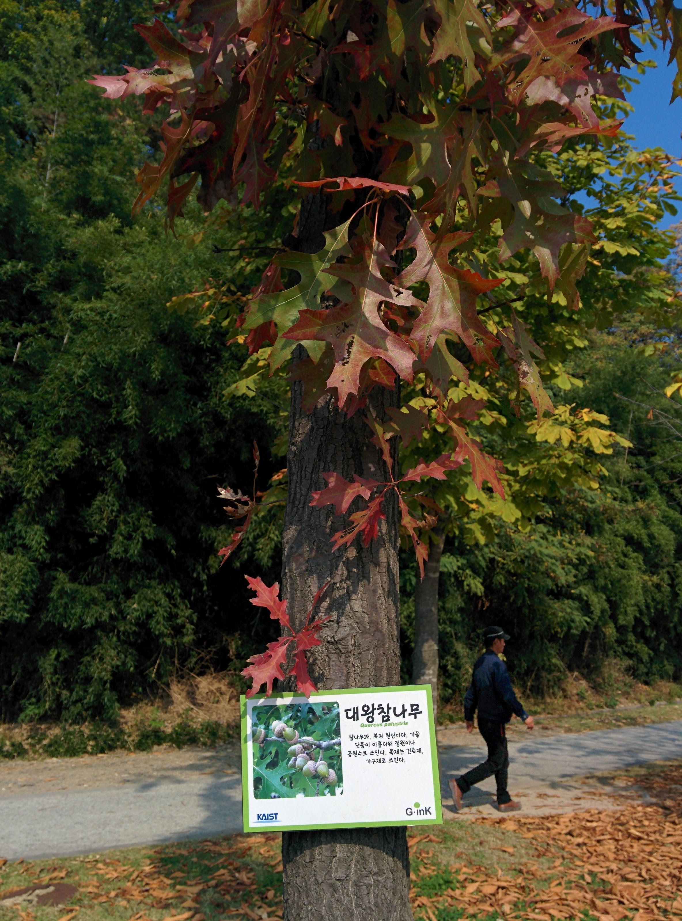 IMG_20151029_120902.jpg 드디어 이름을 알게 된 이쁜 단풍잎 나무... 대왕참나무