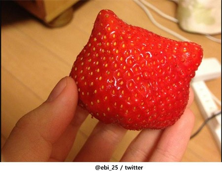 hellosraw072_59_20130207090304.jpg ‘헬로 키티 딸기’ 발견돼... 먹을 수 있을까 