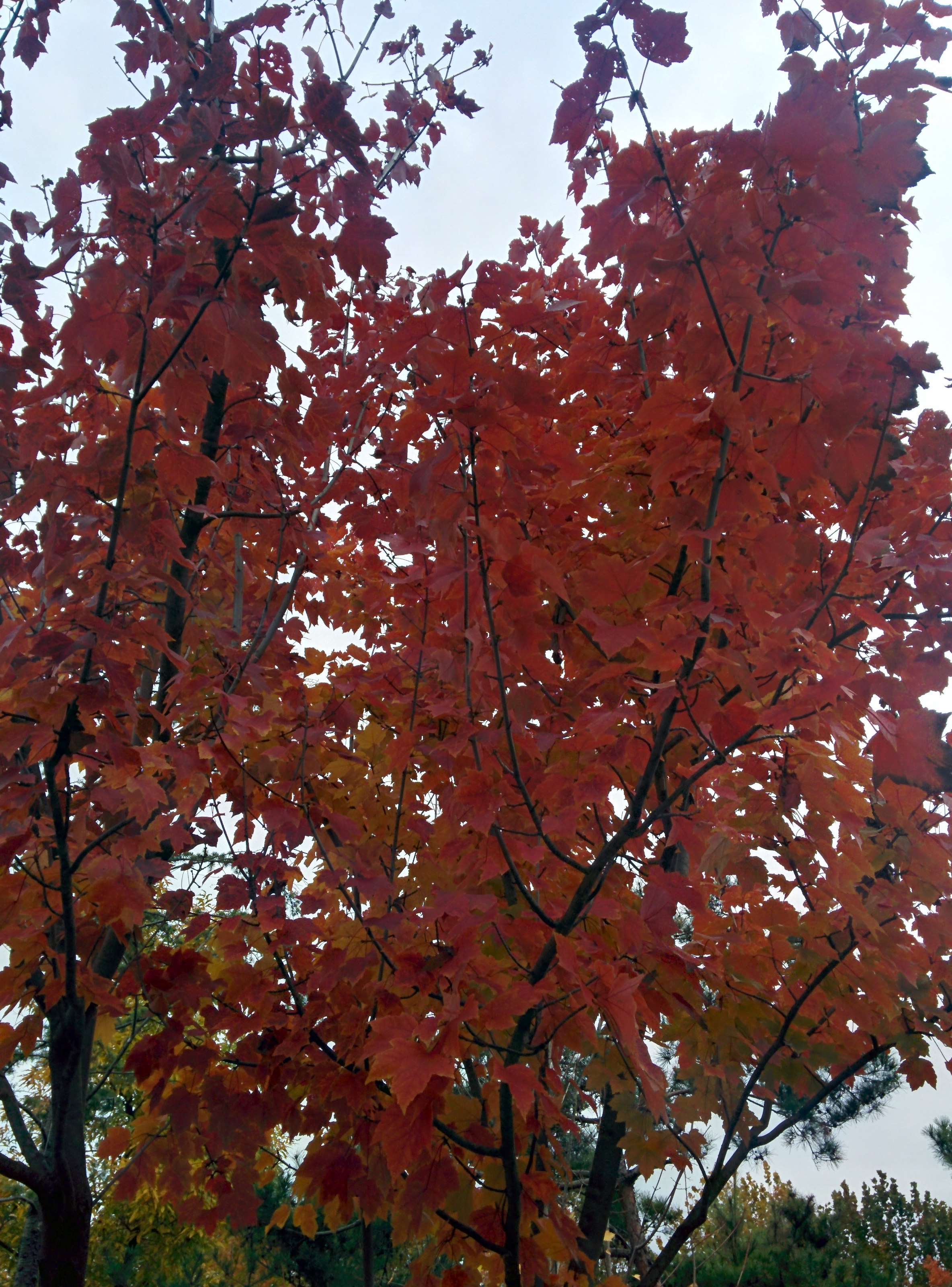 IMG_20151106_144258.jpg 붉은색 단풍이 든 넓적한 잎의 단풍종류... 꽃단풍