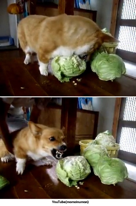 cabbagcorgi23_59_20130412085410.jpg 양배추 뜯어먹는 개... 채식주의 견공? 네티즌 화제