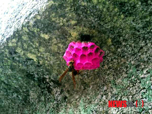 NISI20120529_0006417440_web.jpg 연등 색깔 벌집 짓는 직지사 말벌 