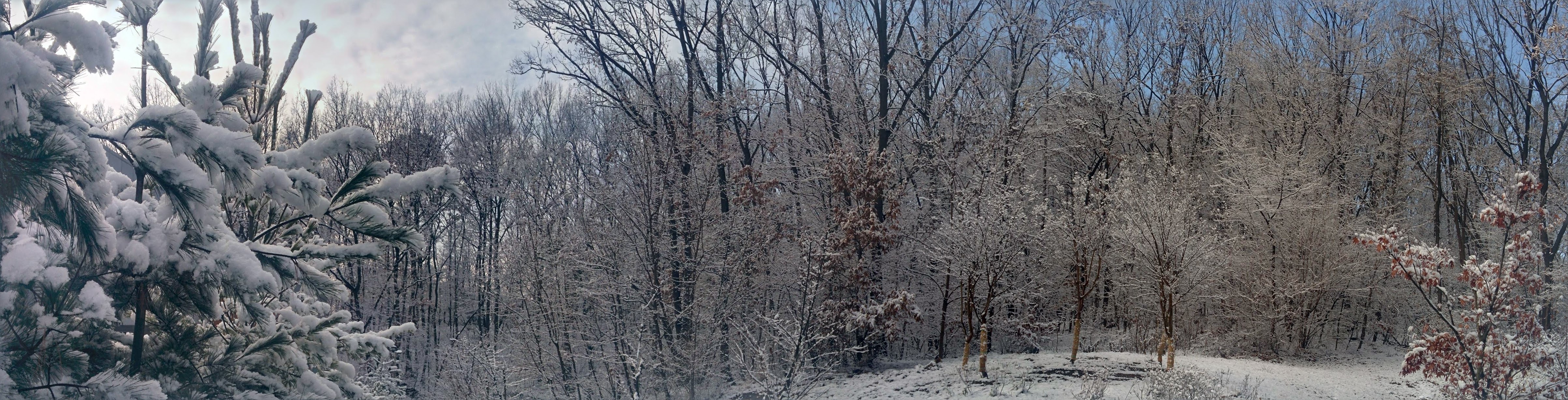 IMG_20151216_143231-PANO.jpg 눈꽃이 핀 상수리나무 숲 (파노라마 사진)