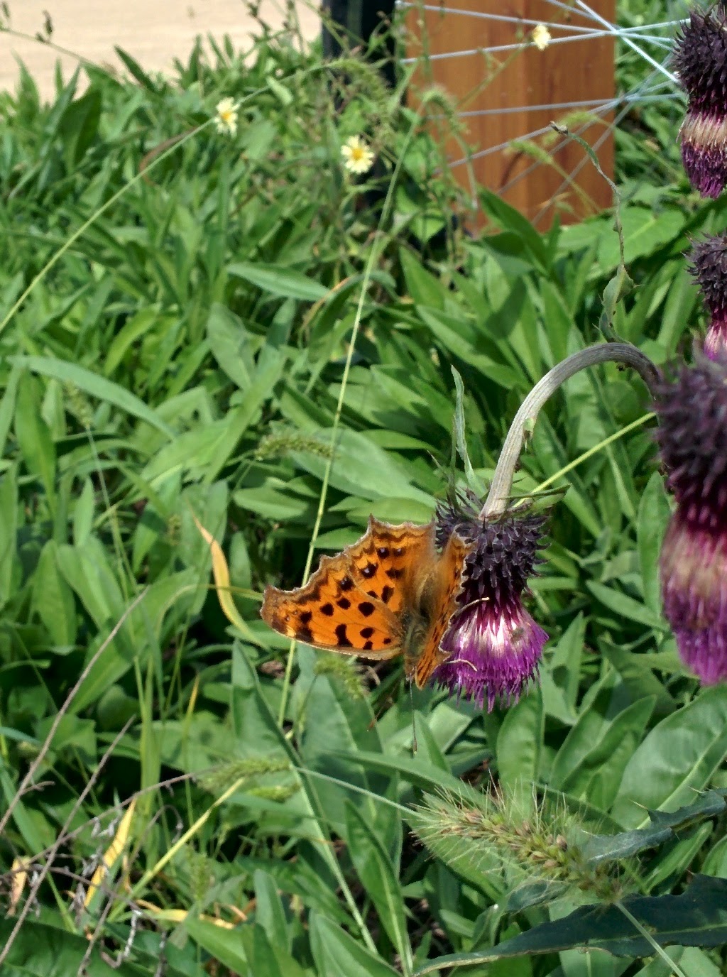 IMG_20150930_114547.jpg 엉겅퀴 꽃을 찾은 네발나비