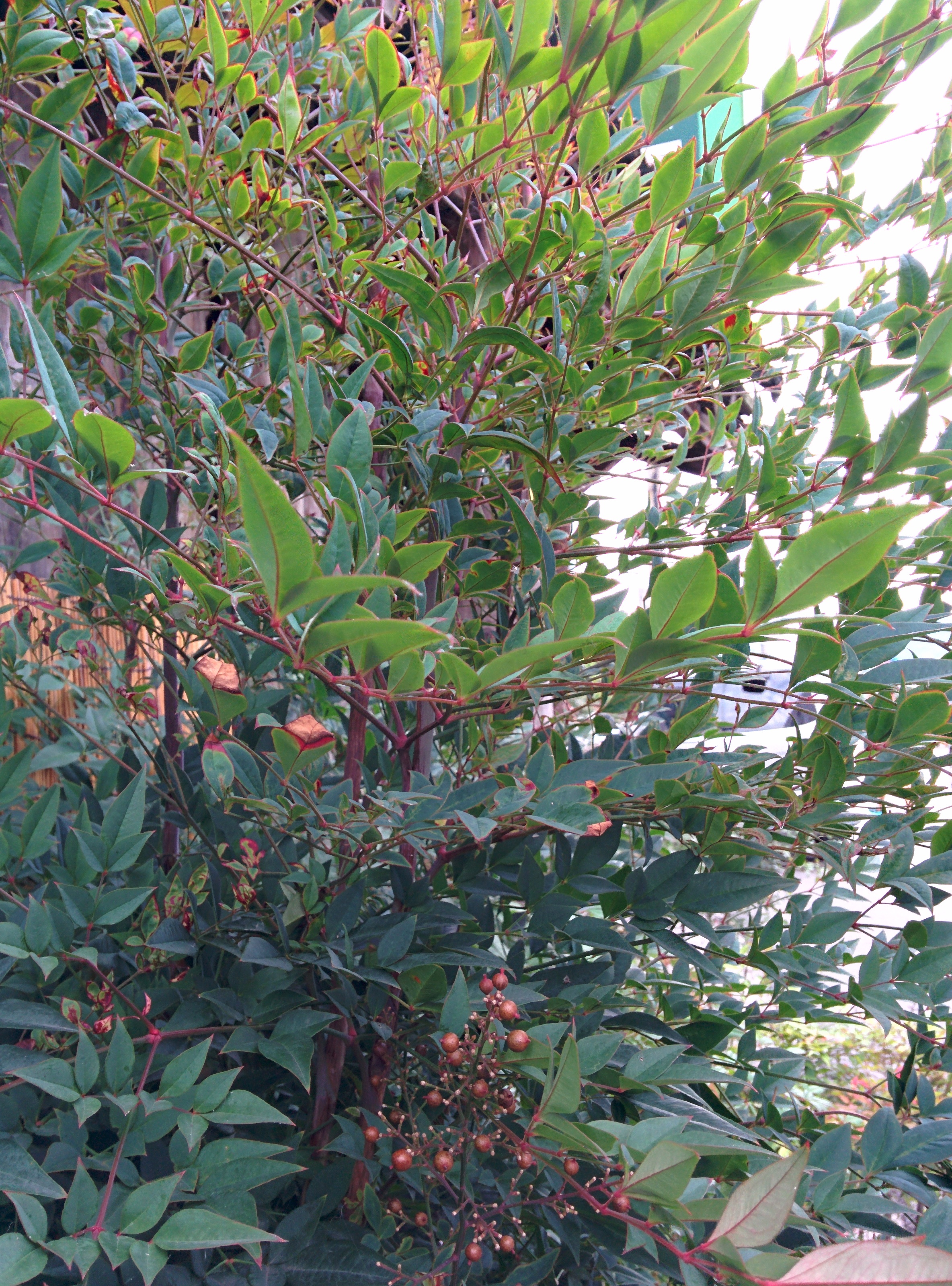 IMG_20150926_162138.jpg 적갈색 열매 송이, 붉은 테두리의 잎, 화분에 심은 정원수, 남천나무