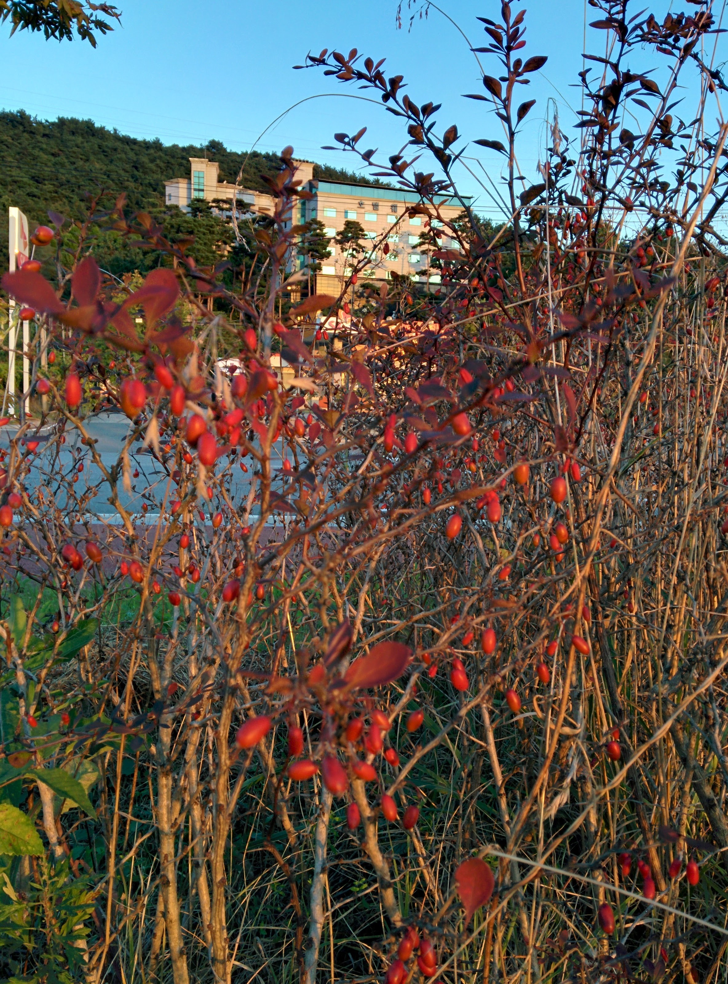IMG_20151009_175107.jpg 가로수 관목의 빨간색 열매 -- 당매자나무