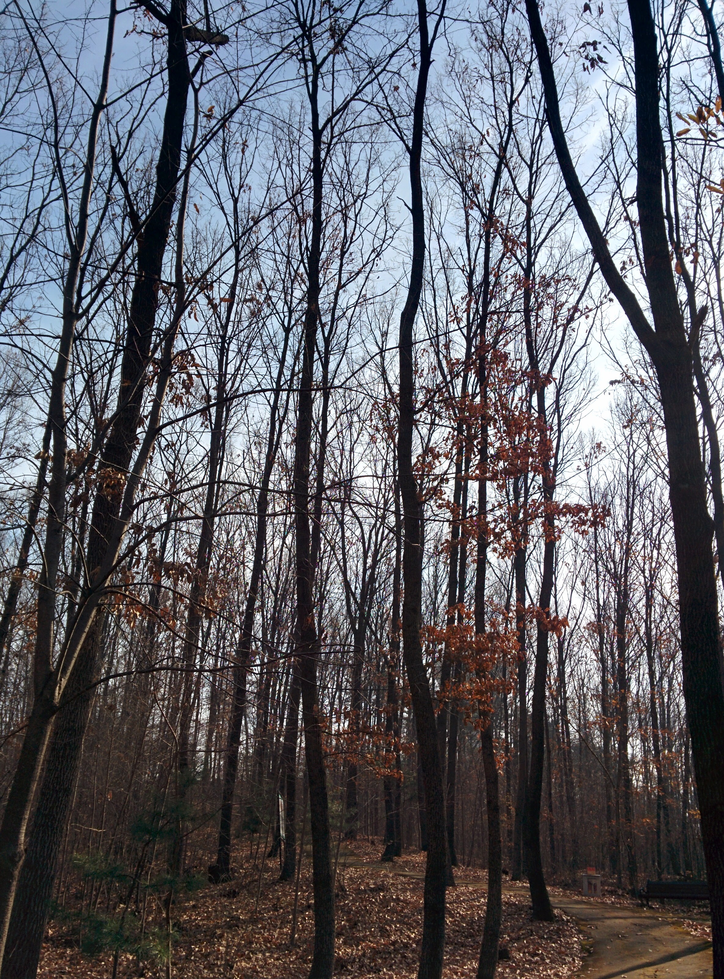 IMG_20151209_124356.jpg 겨울의 상수리나무 줄기