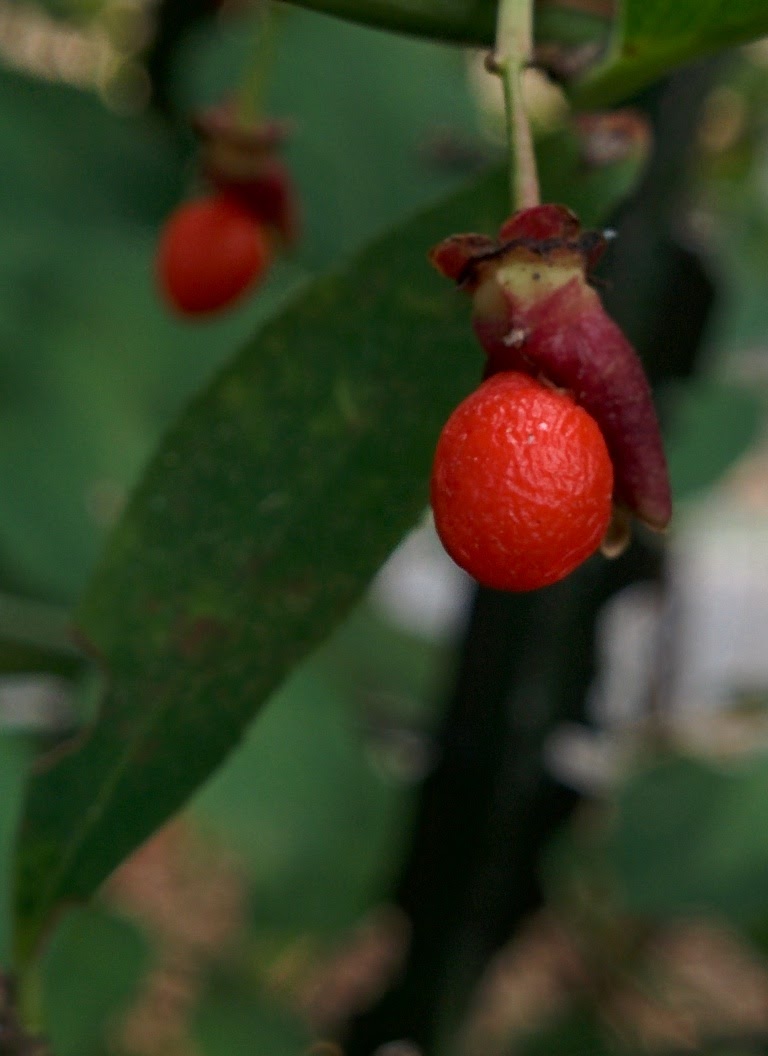 IMG_20151019_122336.jpg 화살나무 열매가 익어 붉은색 씨앗을 토하다.
