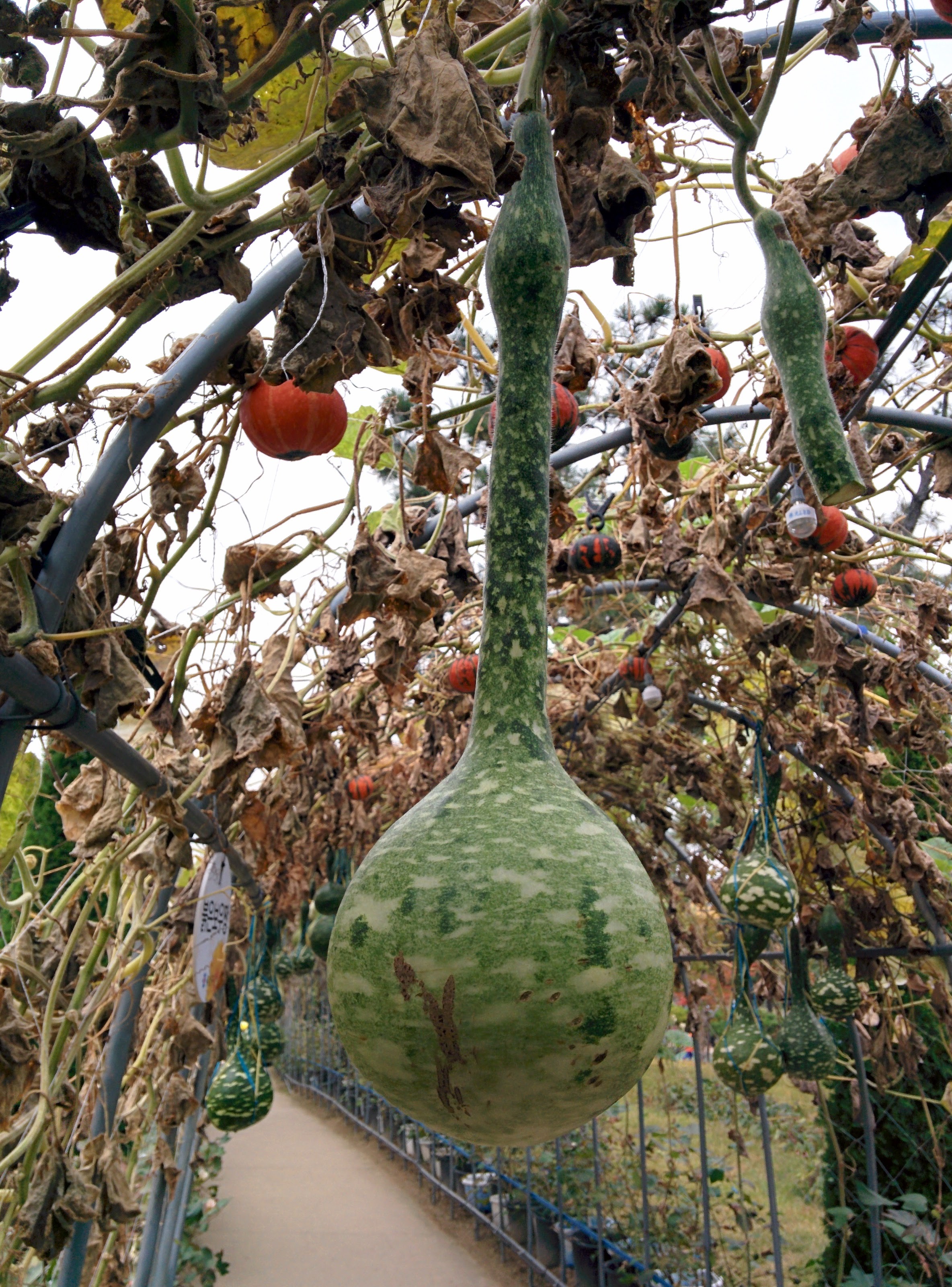 IMG_20151024_131129.jpg 고려청자를 닮은 앙팡 박... 청자박 열매