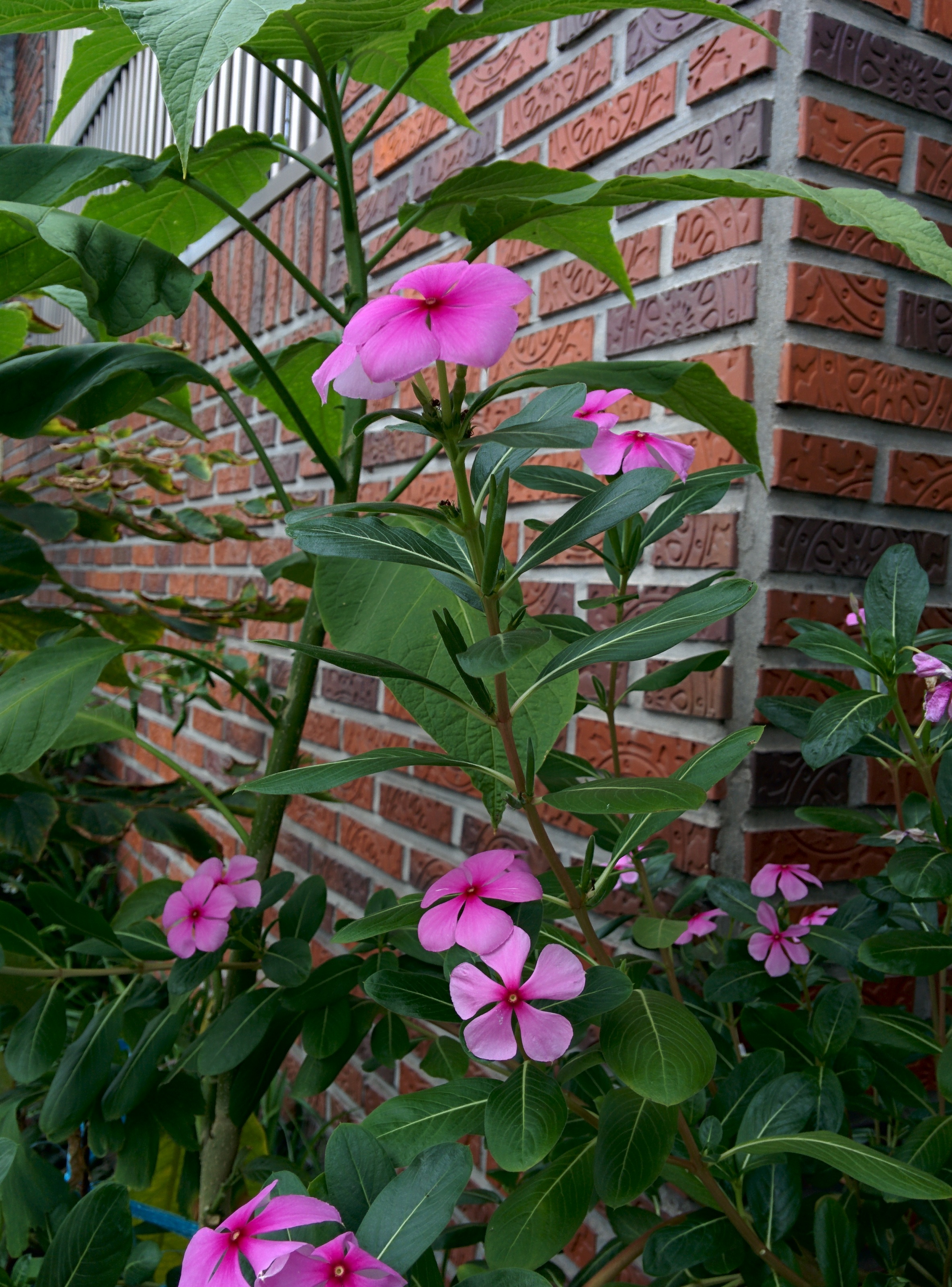 IMG_20150926_163501.jpg 다섯 꽃잎의 분홍색 꽃이 핀 일일초