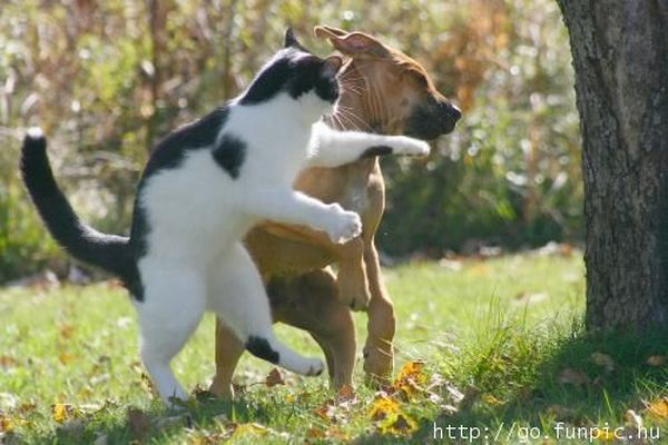 dog-cat-fight.jpg 저리가서 놀아