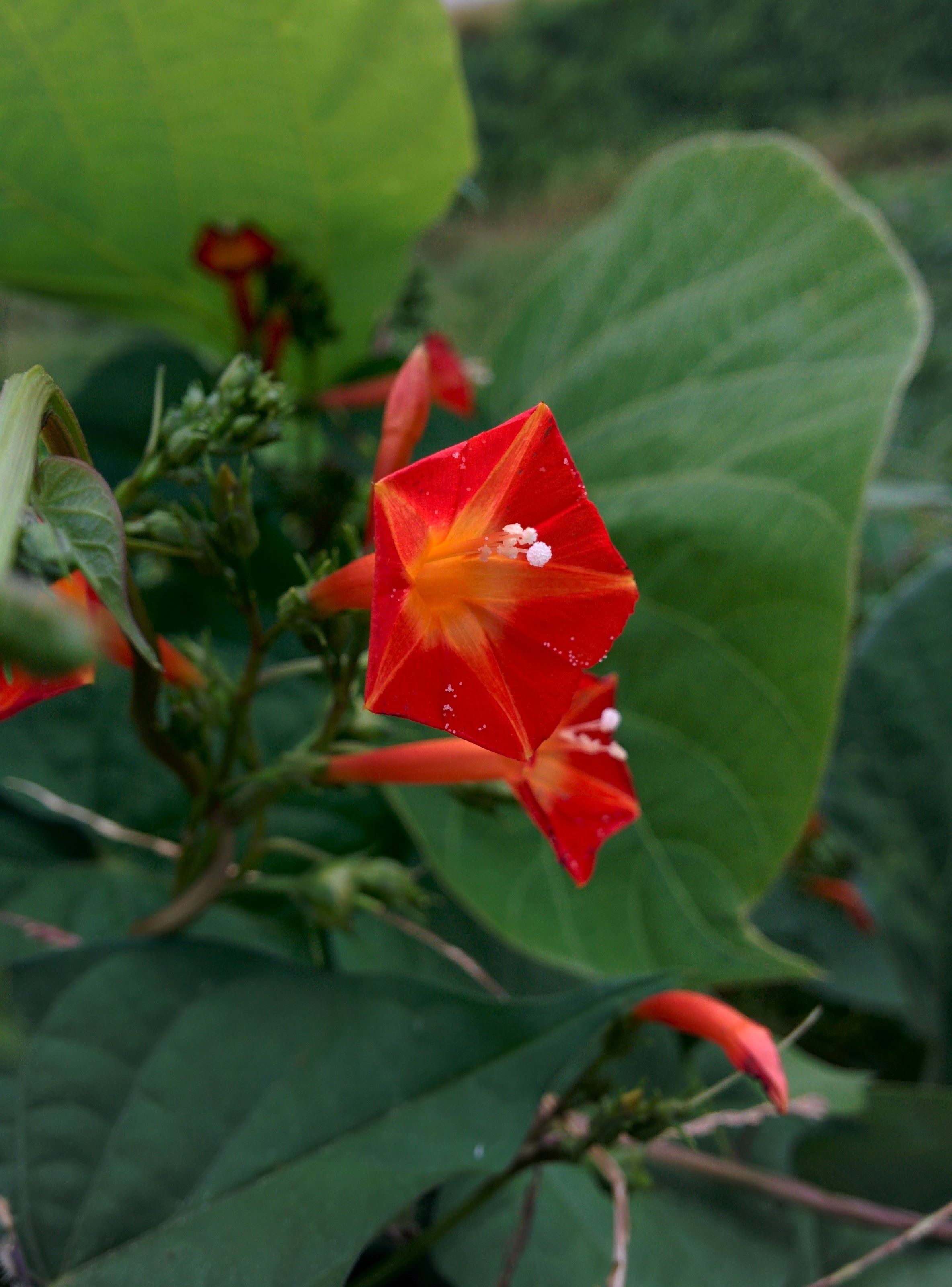 IMG_20150930_125408.jpg 오른쪽돌이 덩굴식물의 빨간 주황색 꽃, 둥근잎유홍초